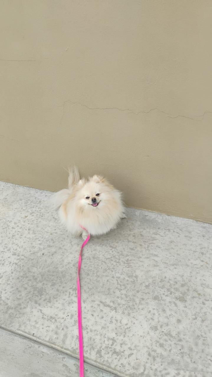 Pet Profile Image