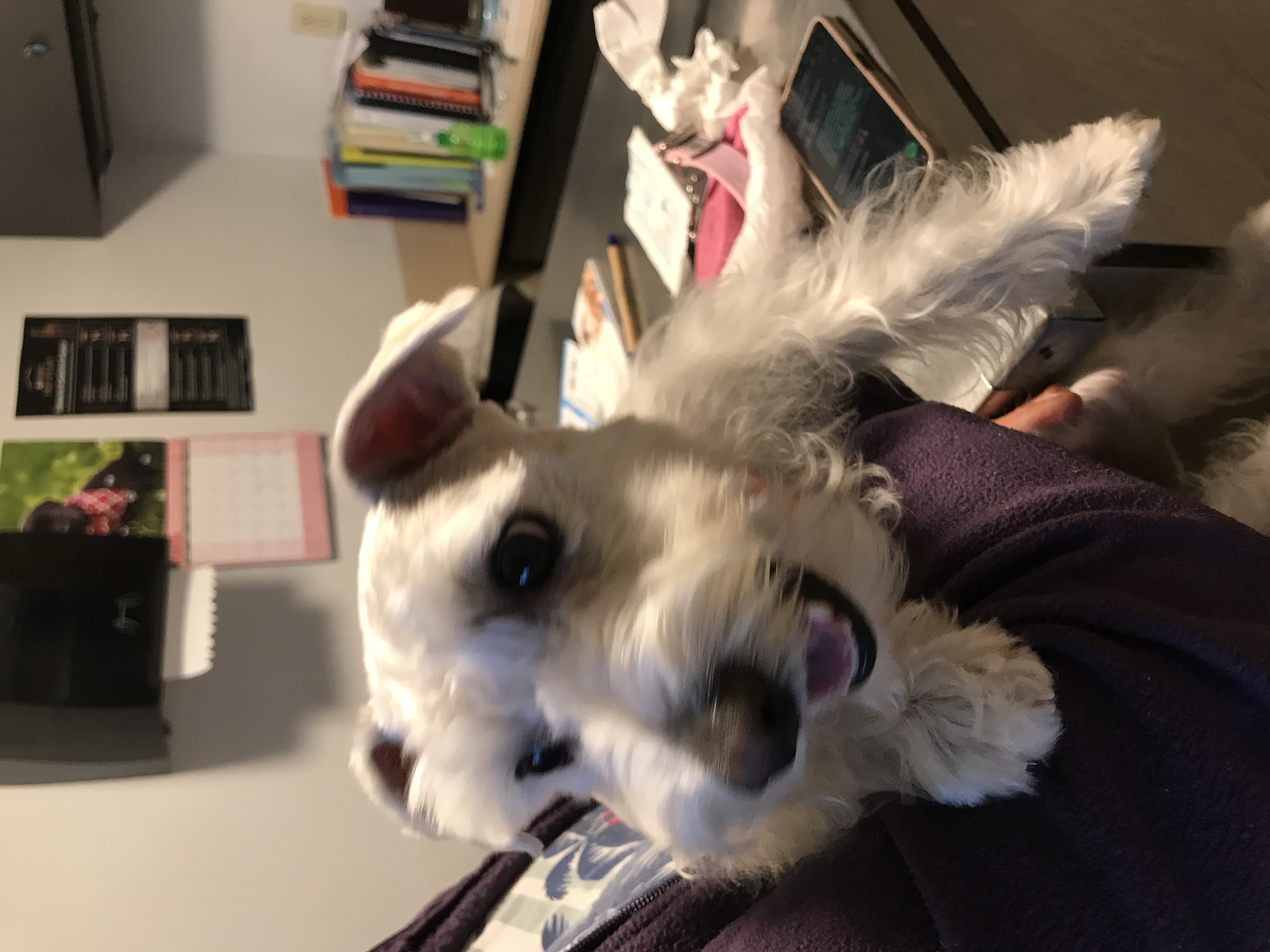 Pet Profile Image