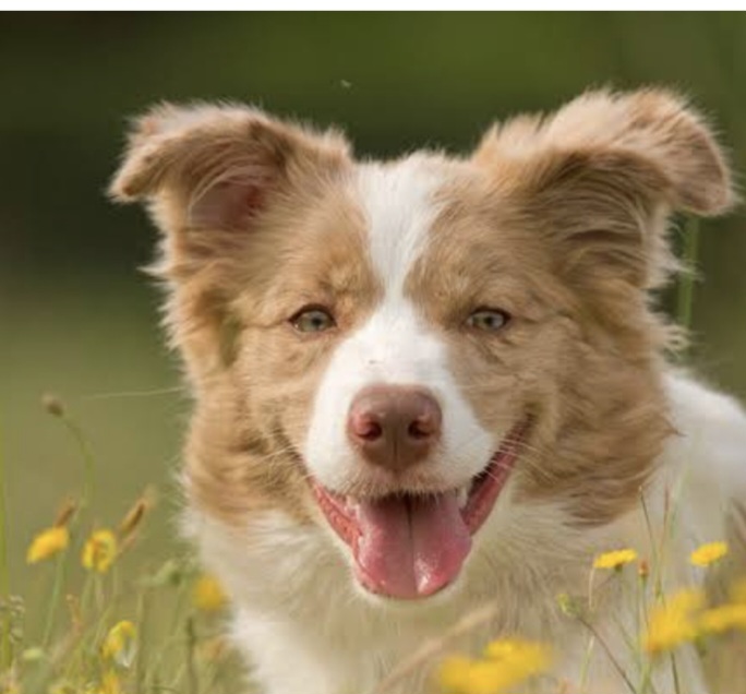 Pet Profile Image