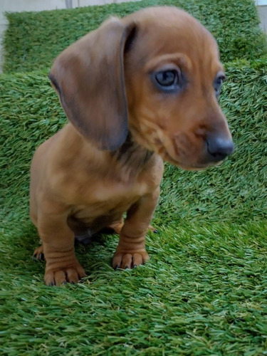 Pet Profile Image