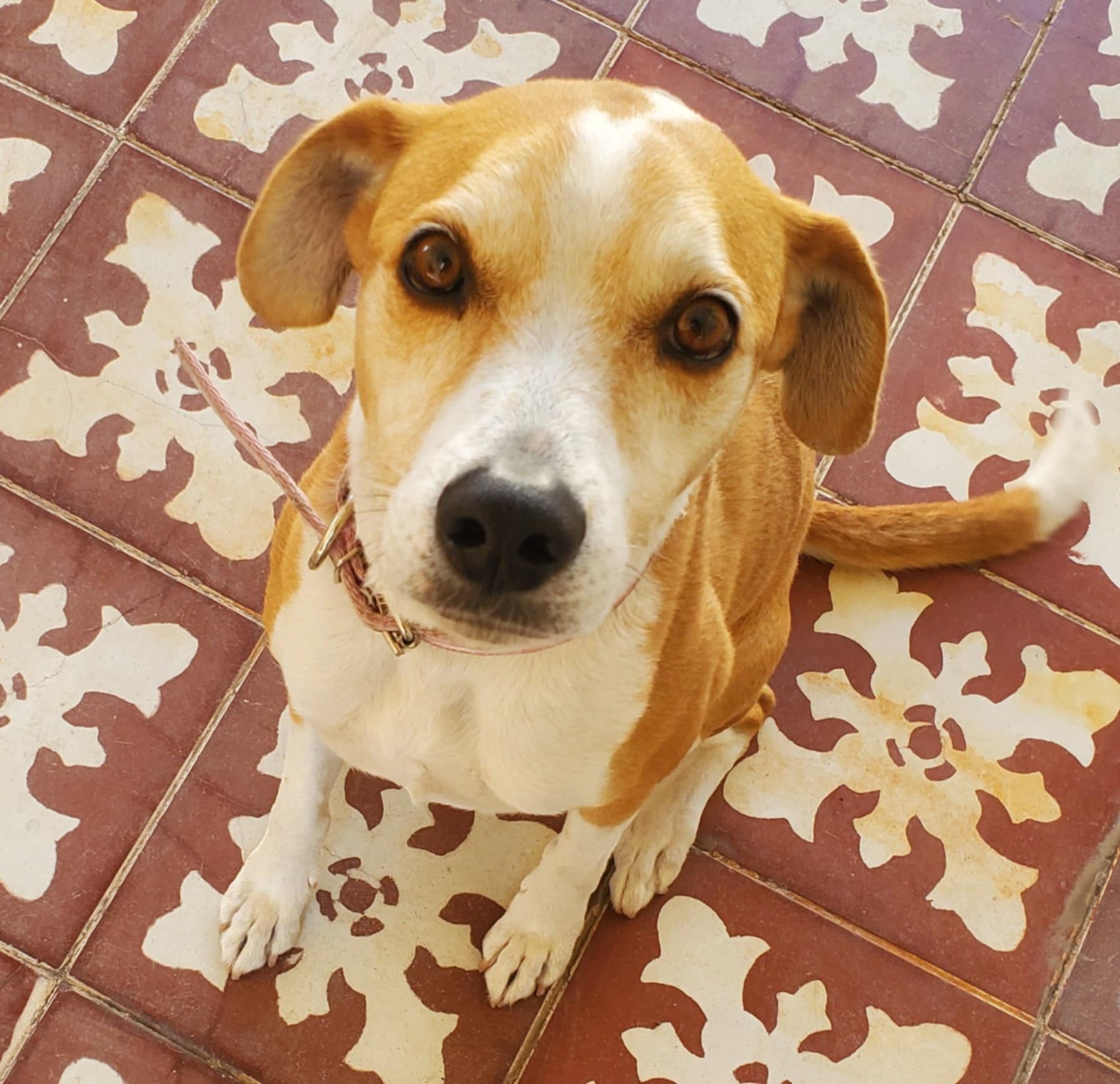Pet Profile Image