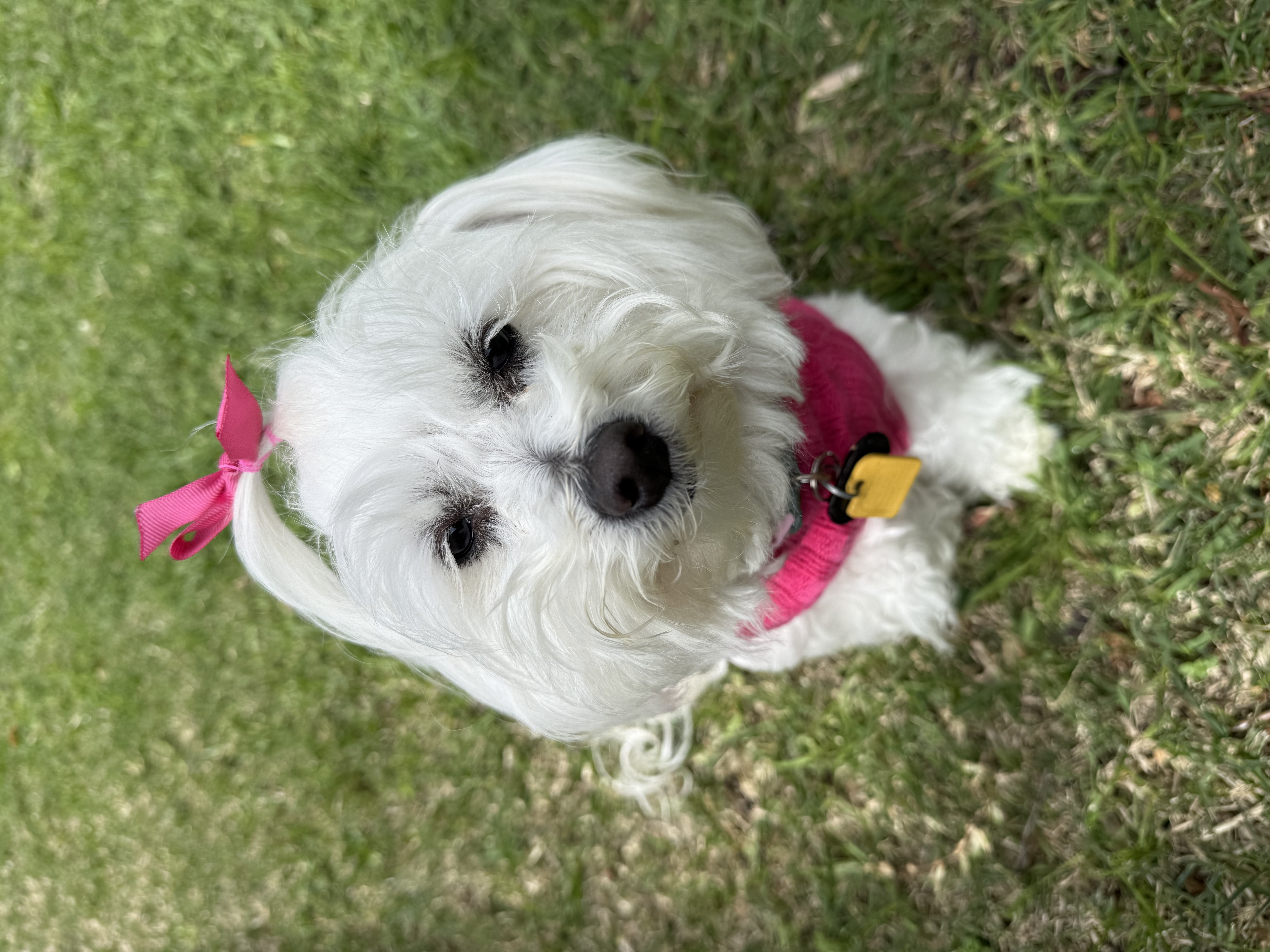 Pet Profile Image