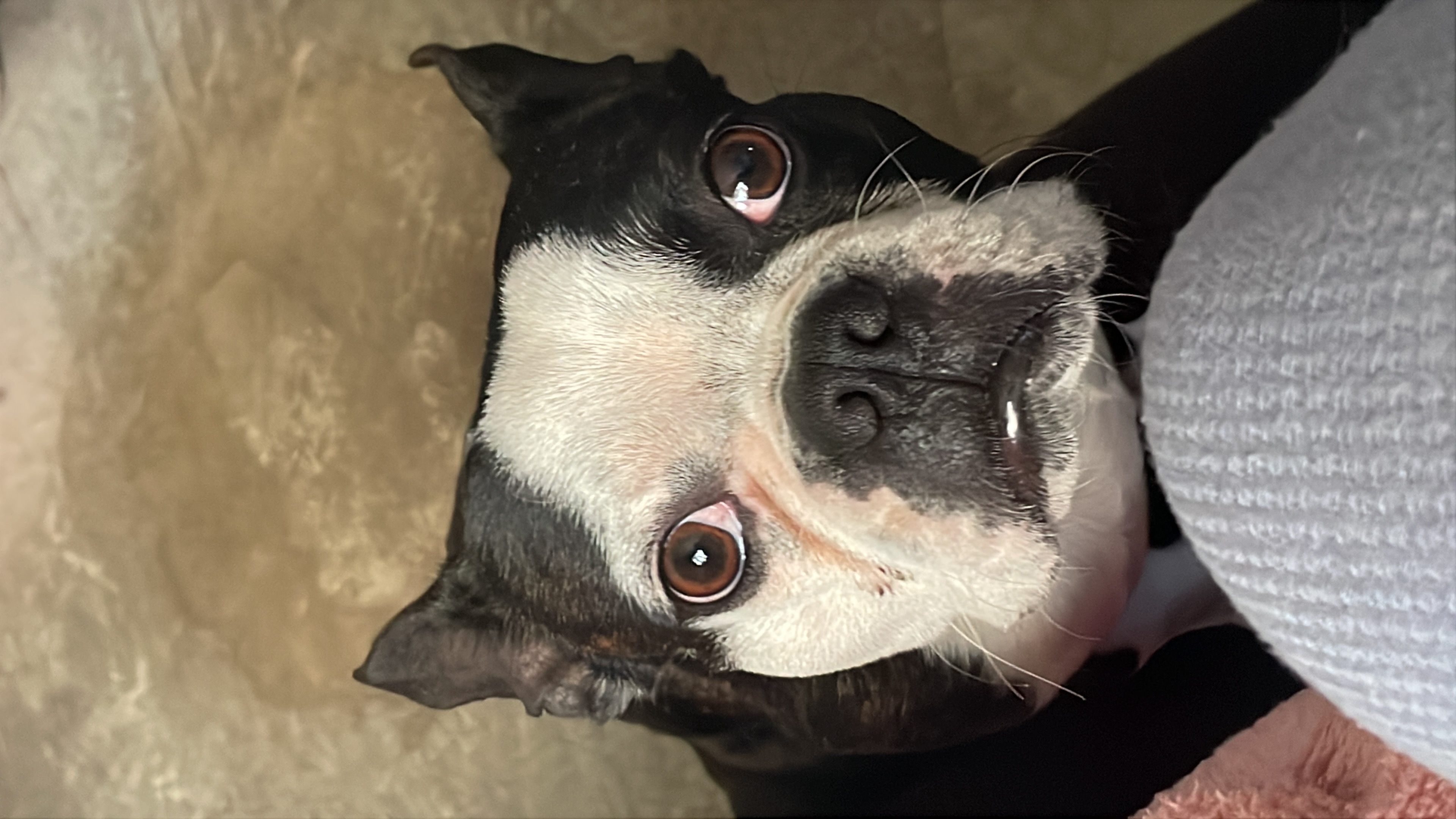 Pet Profile Image
