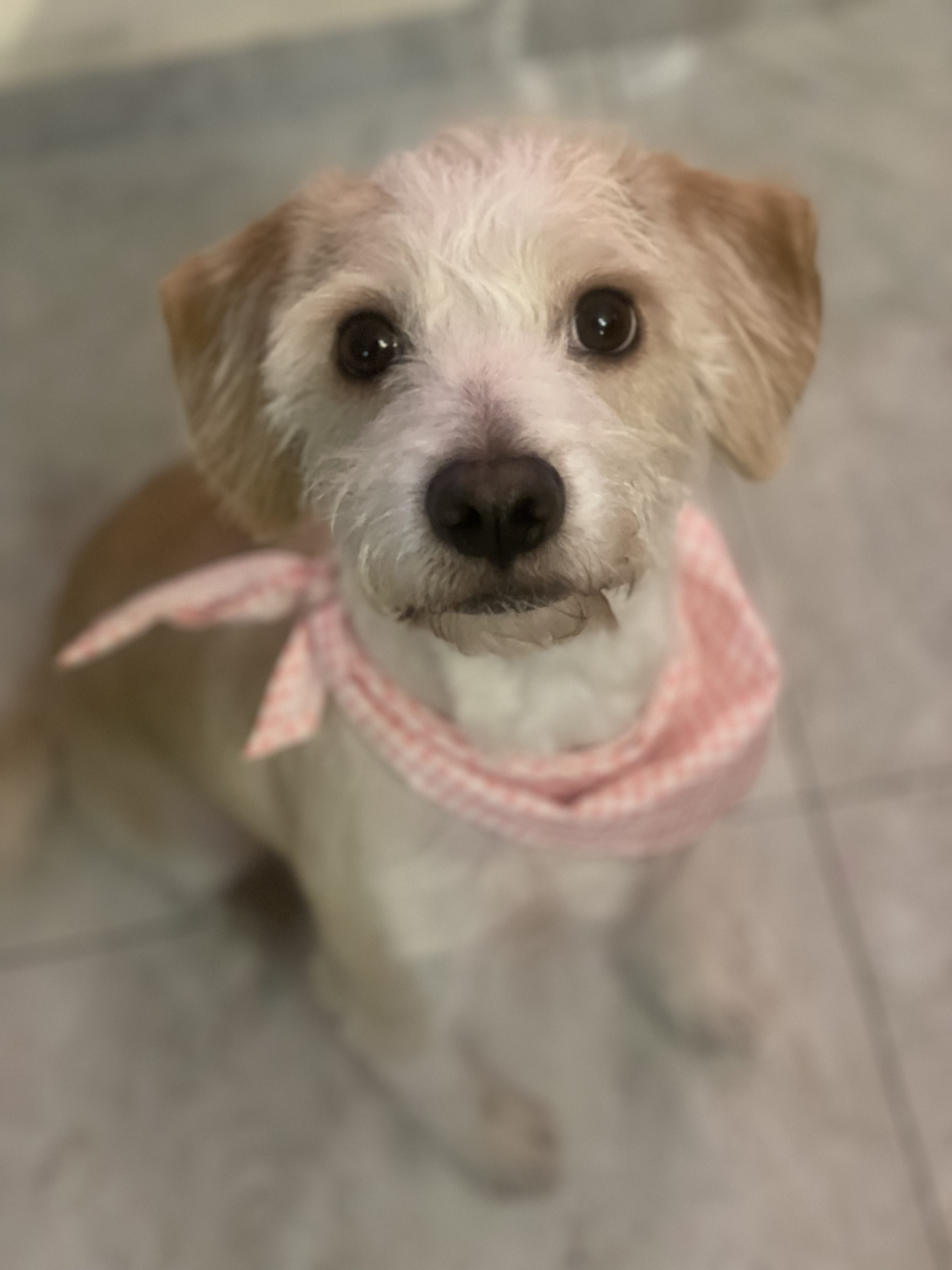 Pet Profile Image