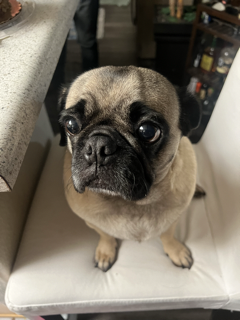 Pet Profile Image