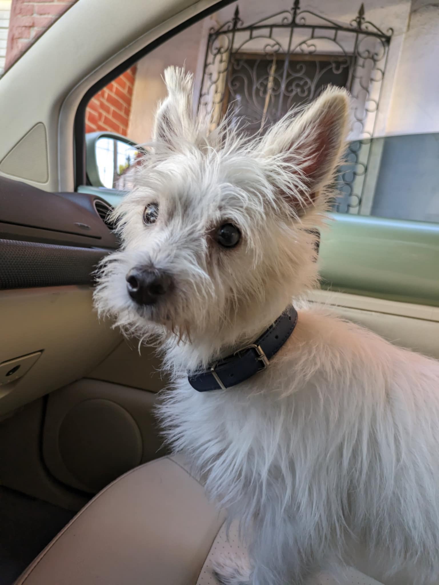 Pet Profile Image