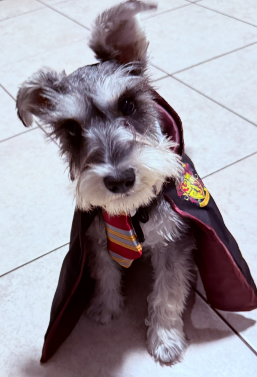Pet Profile Image