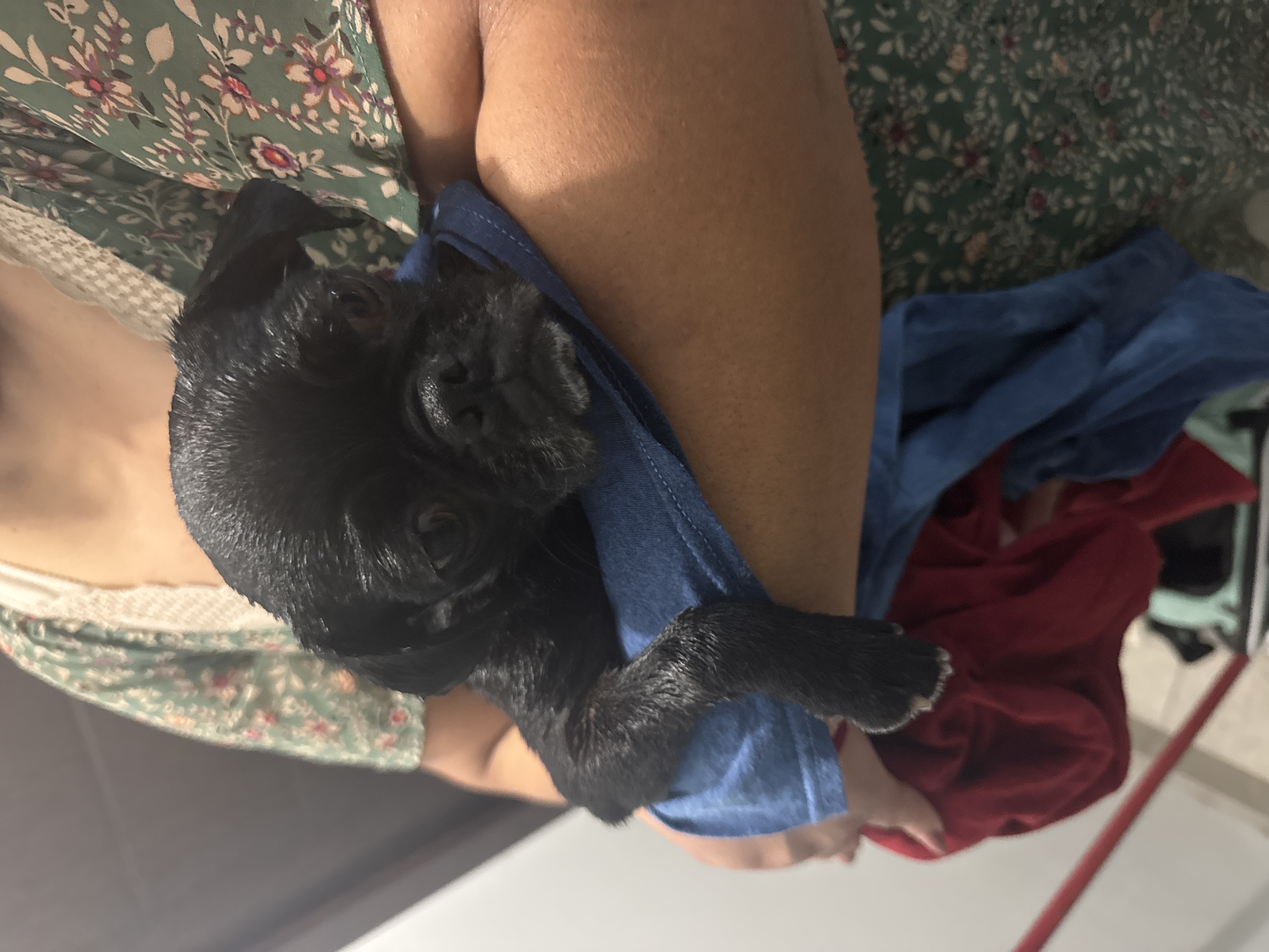 Pet Profile Image