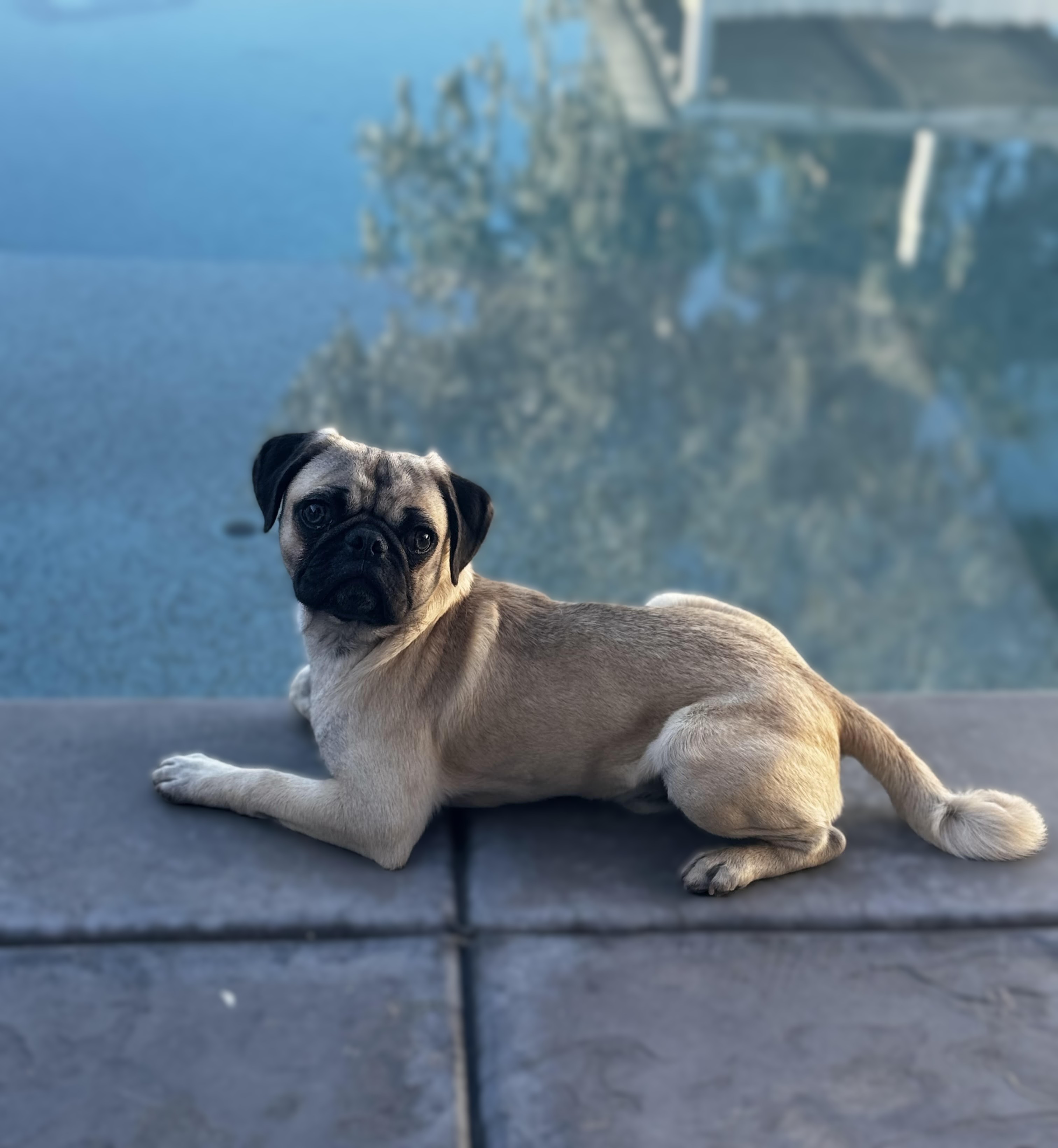 Pet Profile Image