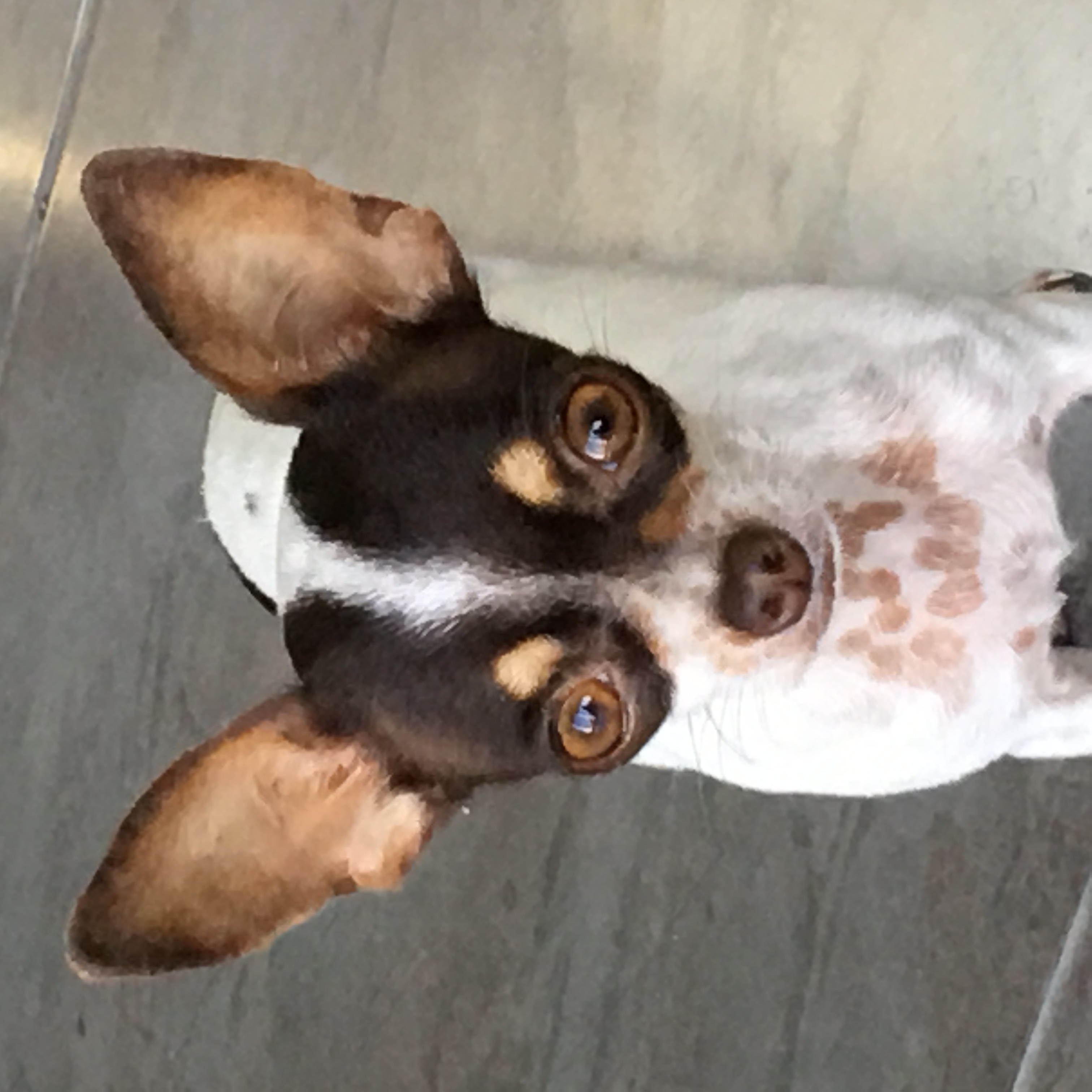 Pet Profile Image
