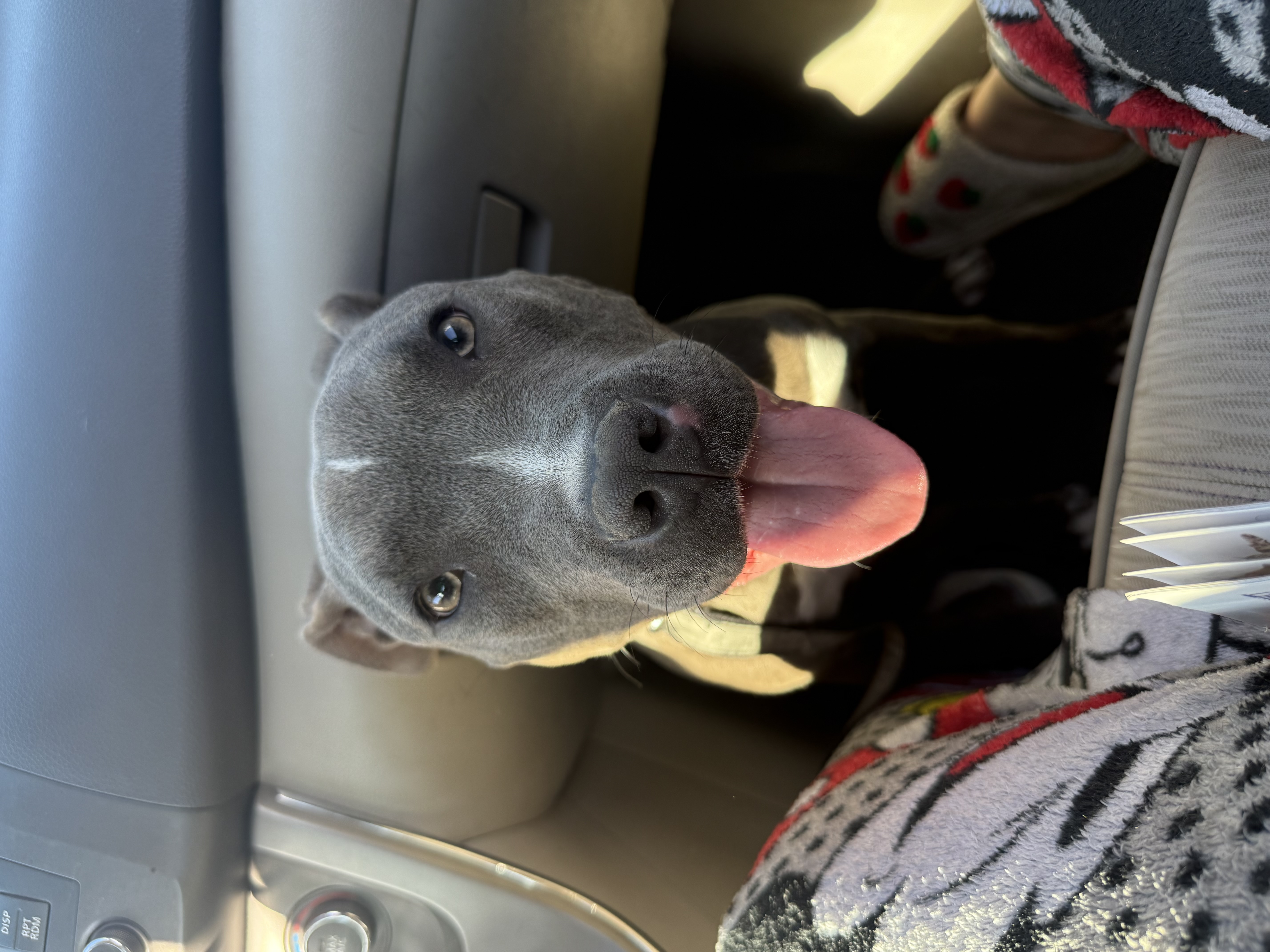 Pet Profile Image