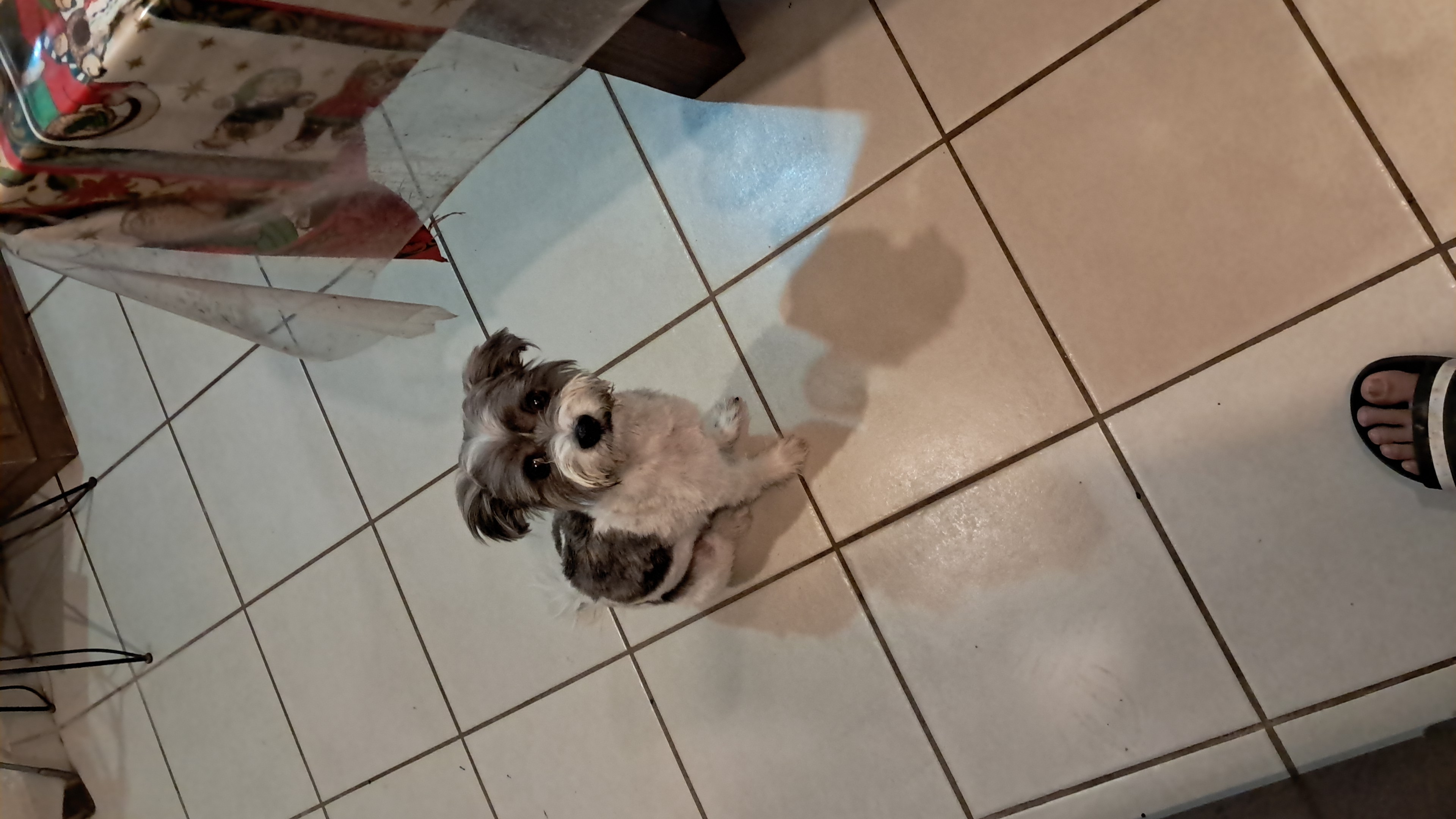 Pet Profile Image