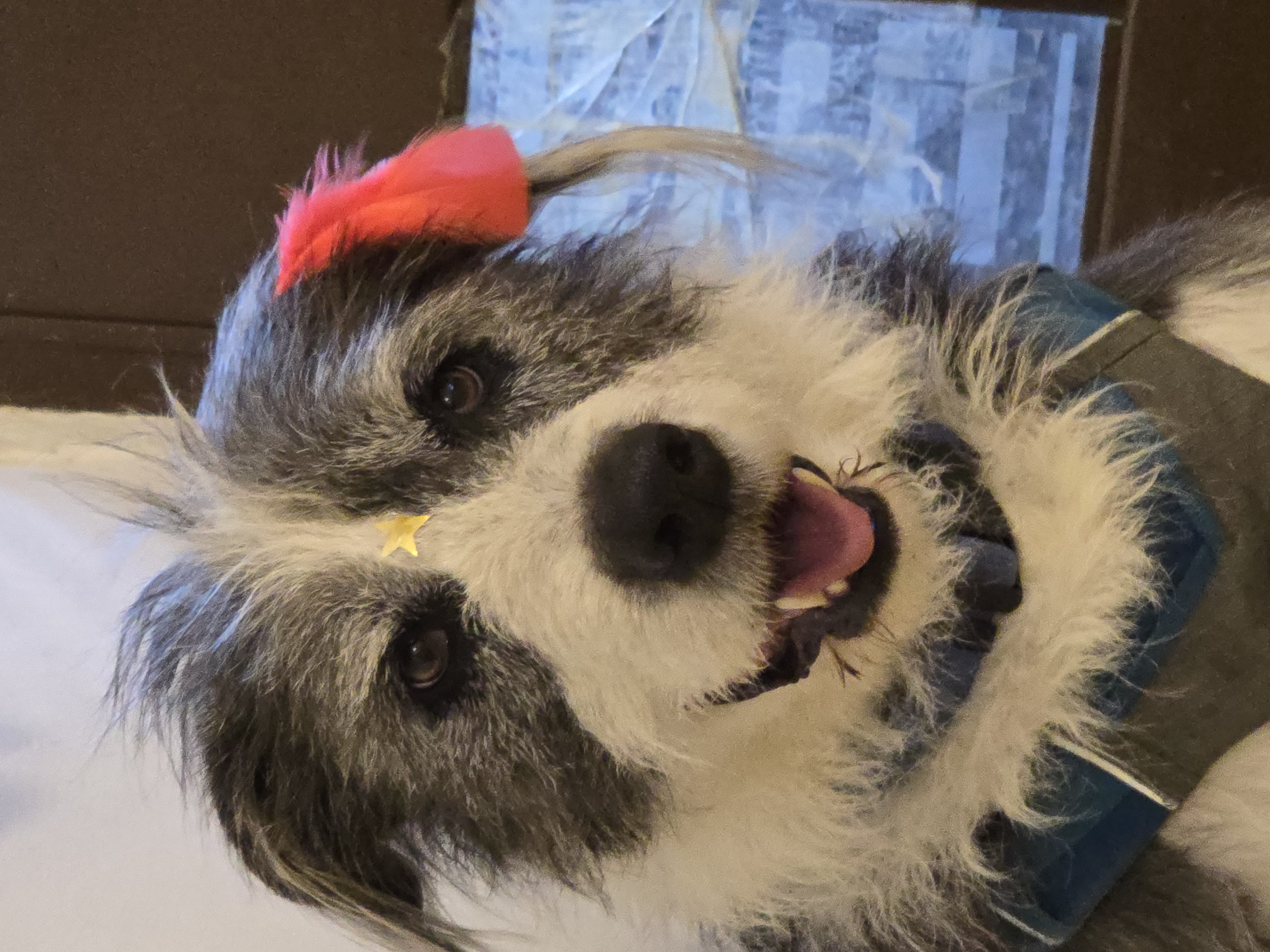 Pet Profile Image