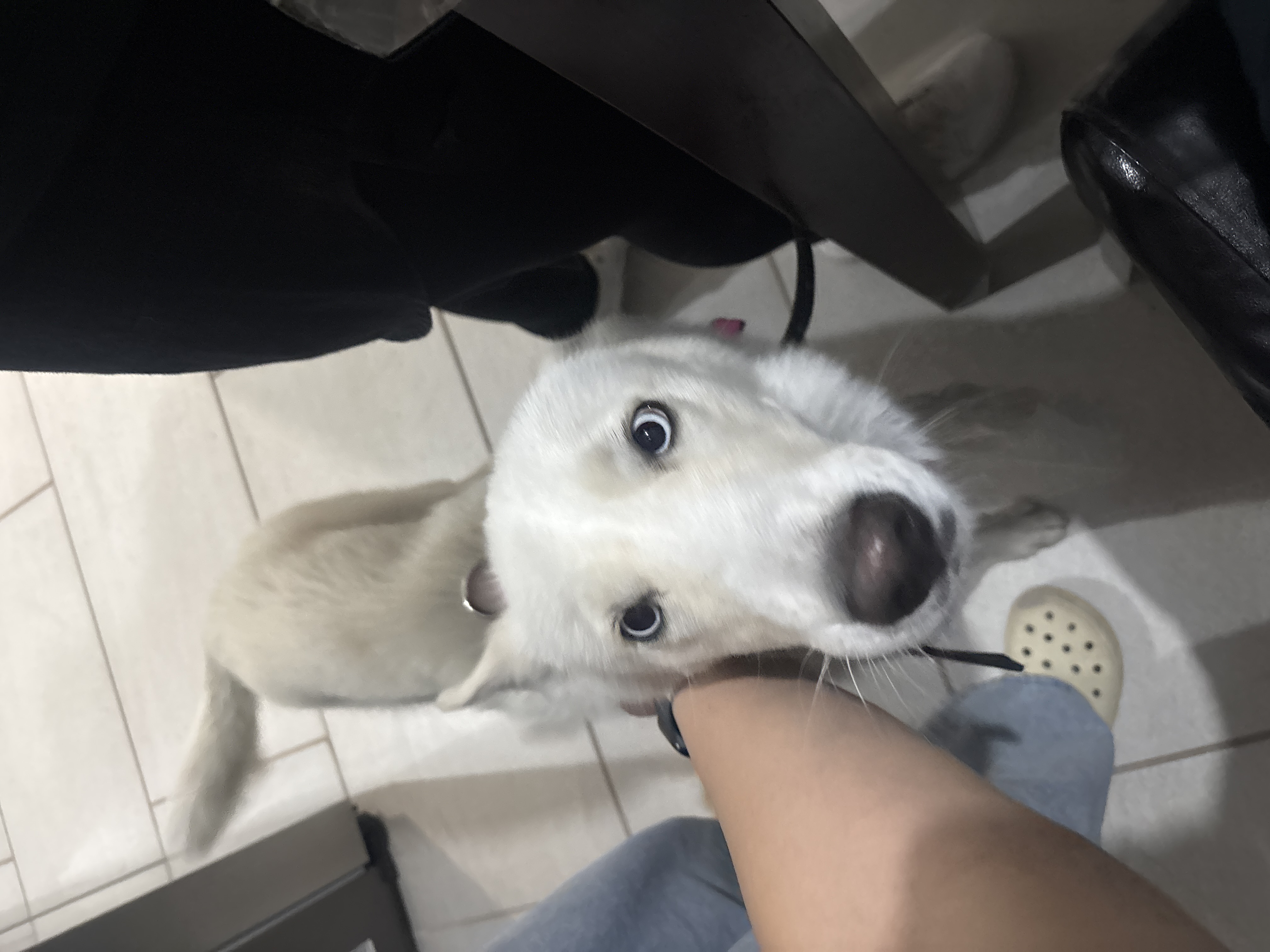 Pet Profile Image
