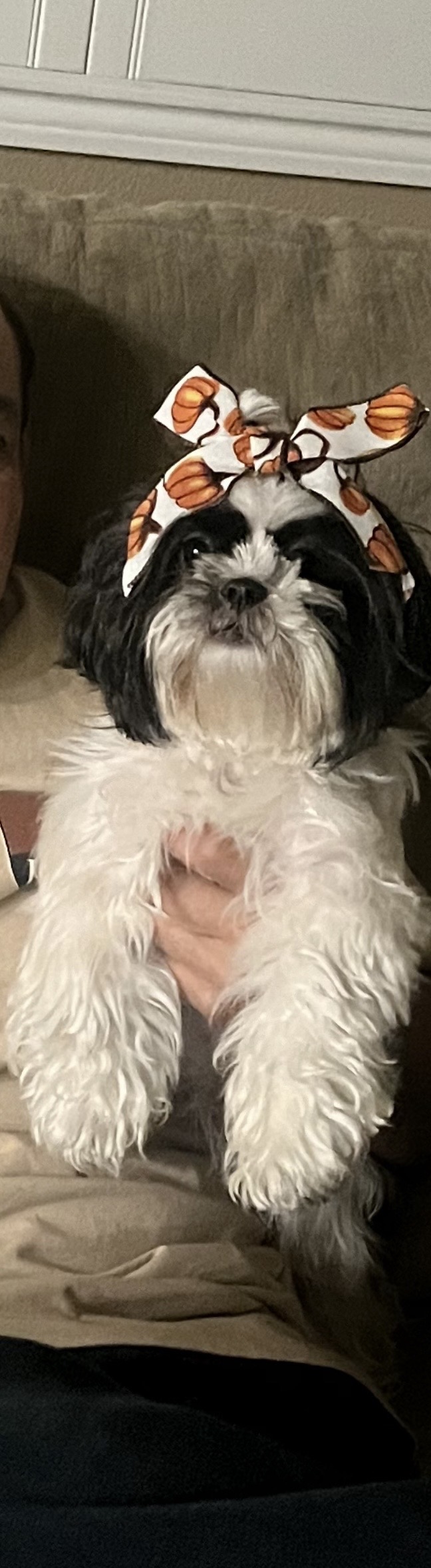 Pet Profile Image