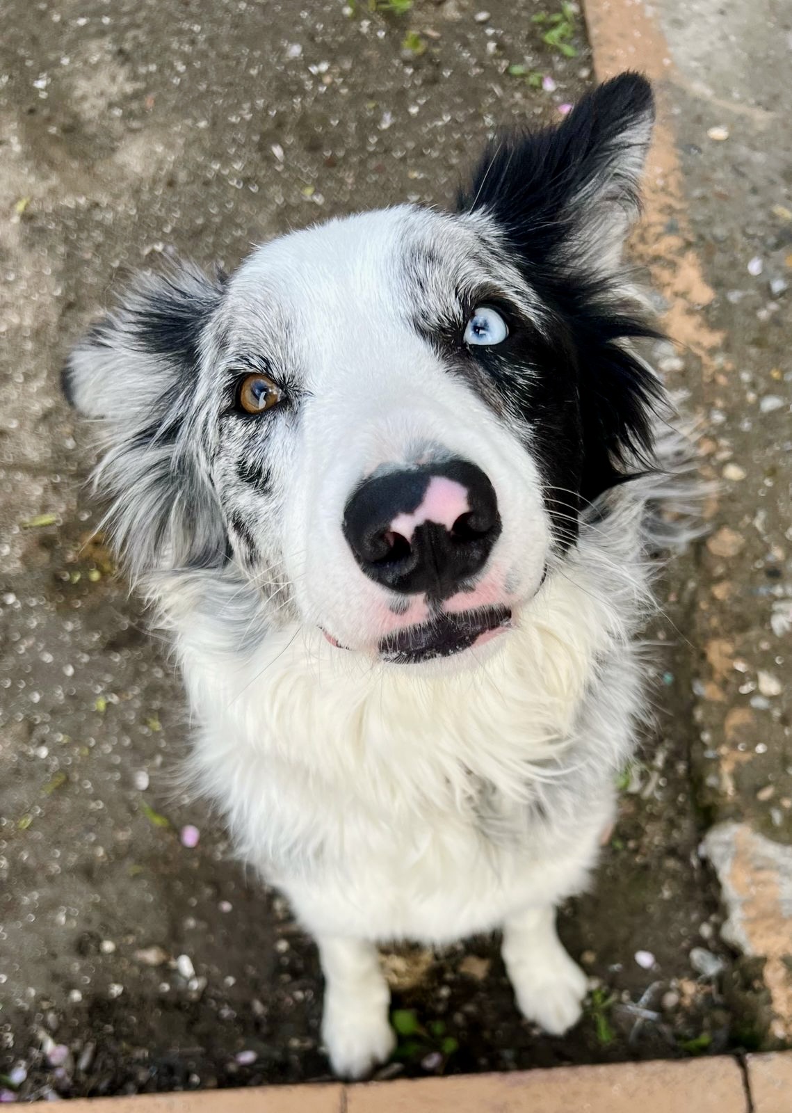 Pet Profile Image