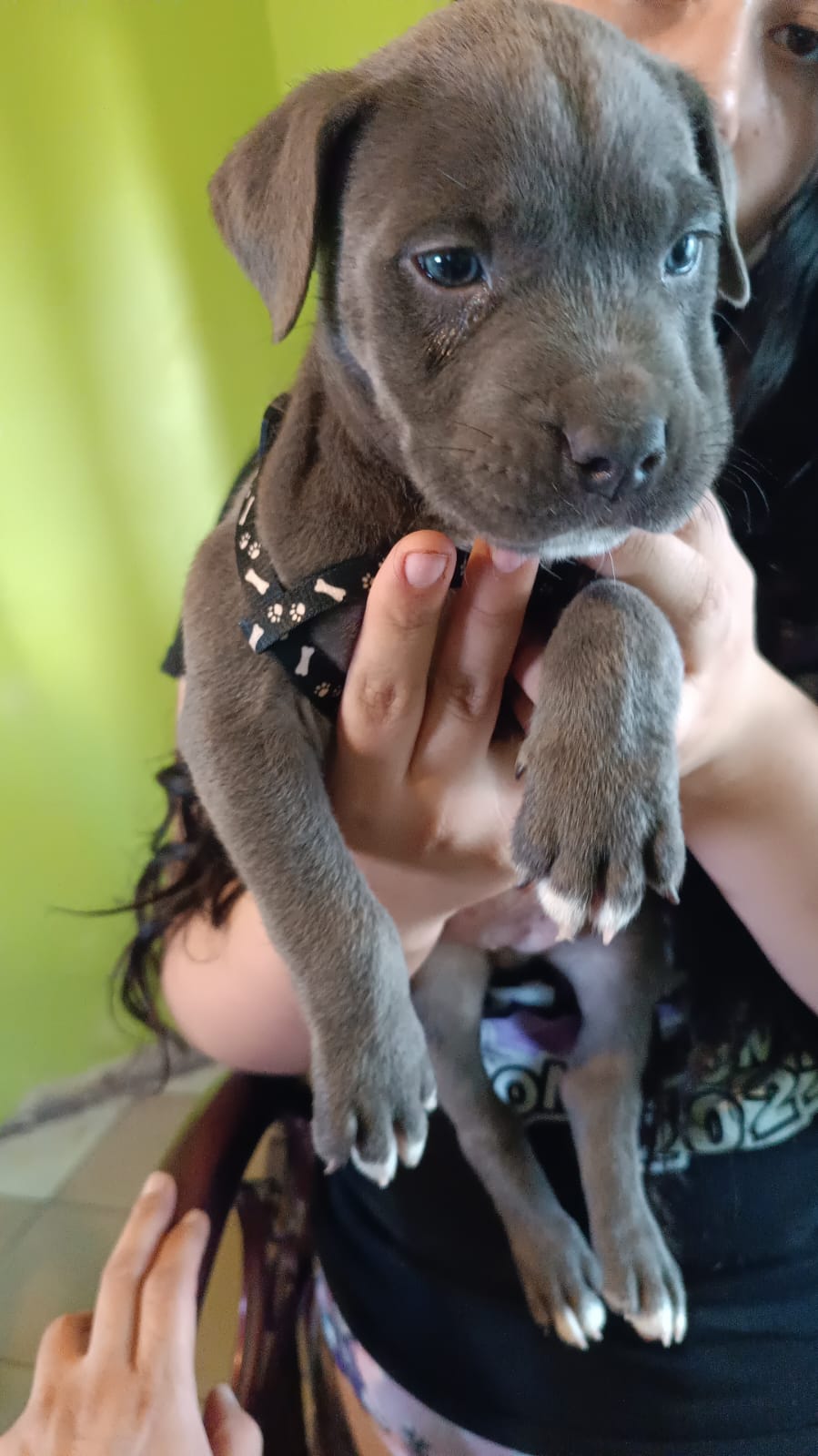 Pet Profile Image