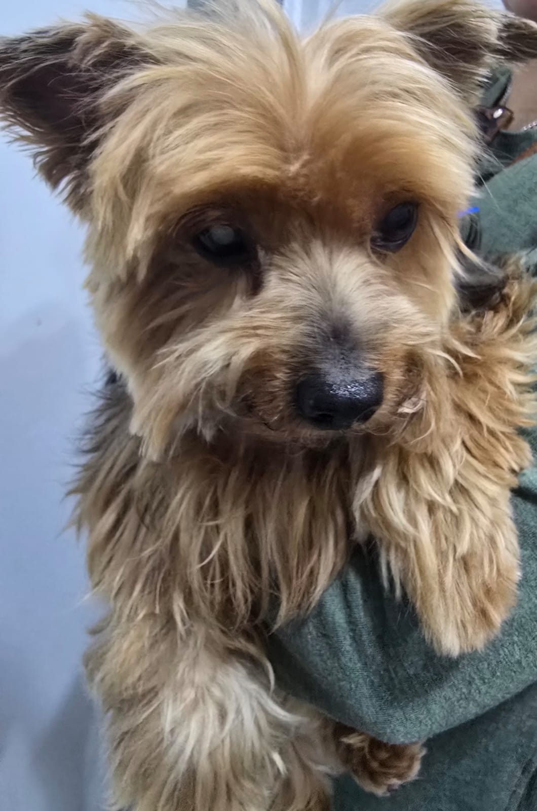 Pet Profile Image