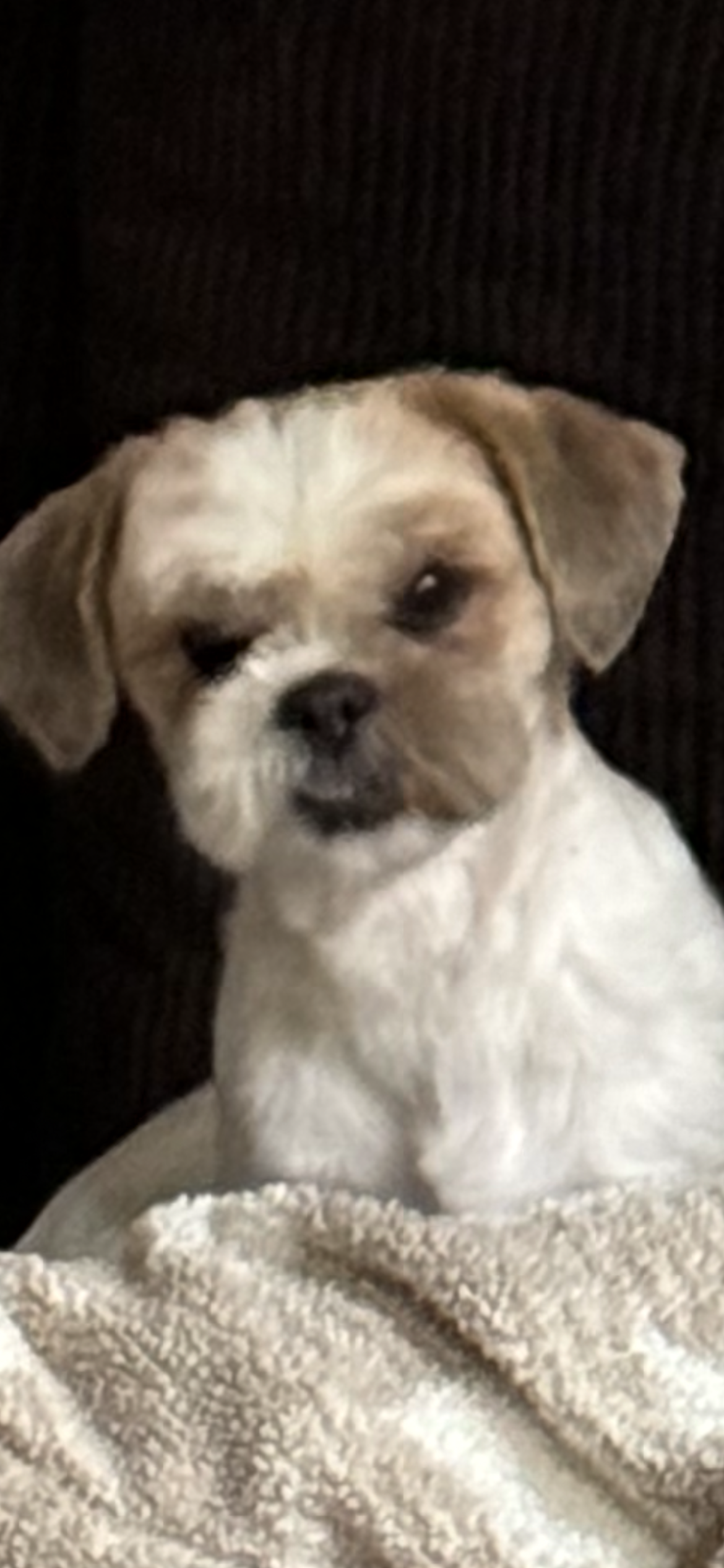 Pet Profile Image
