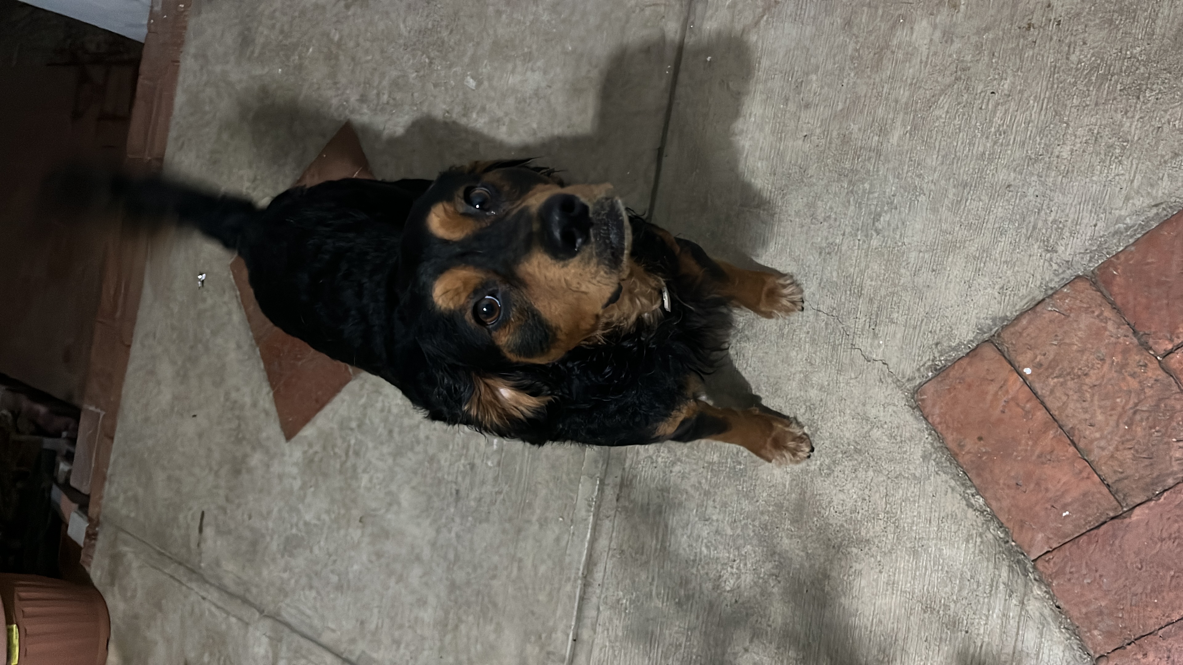 Pet Profile Image