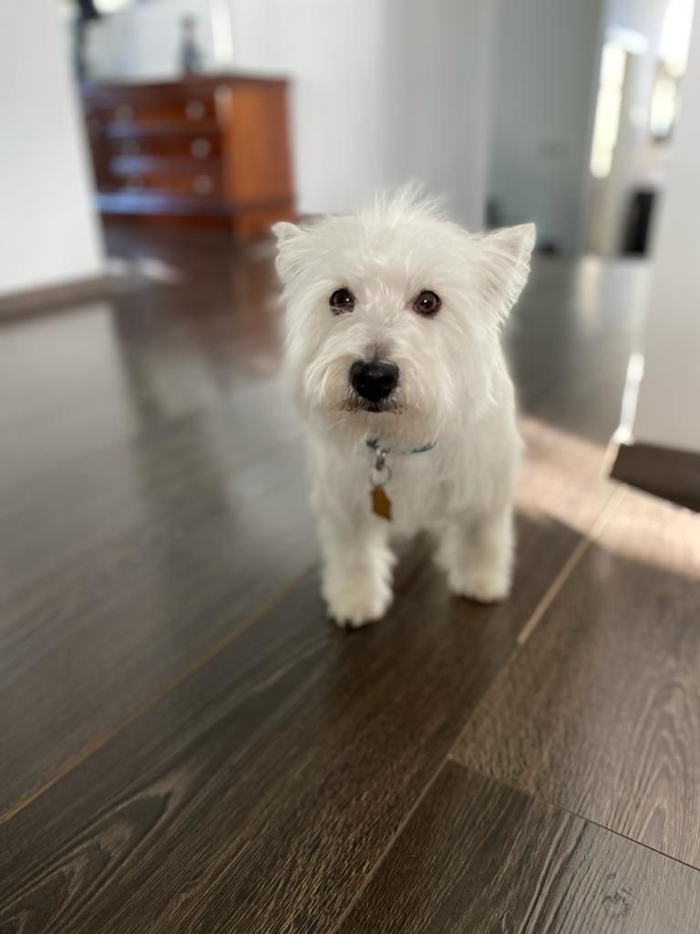 Pet Profile Image