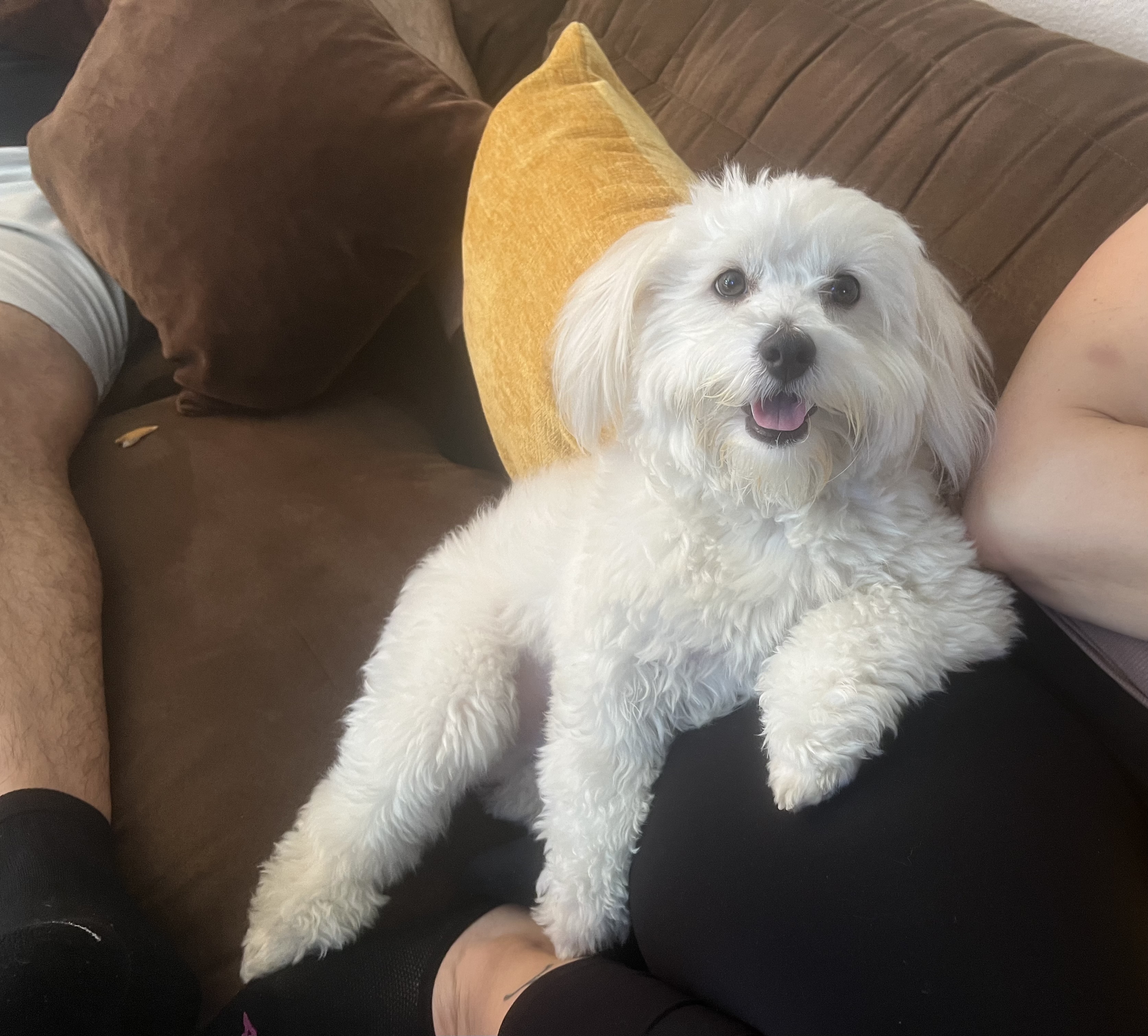 Pet Profile Image