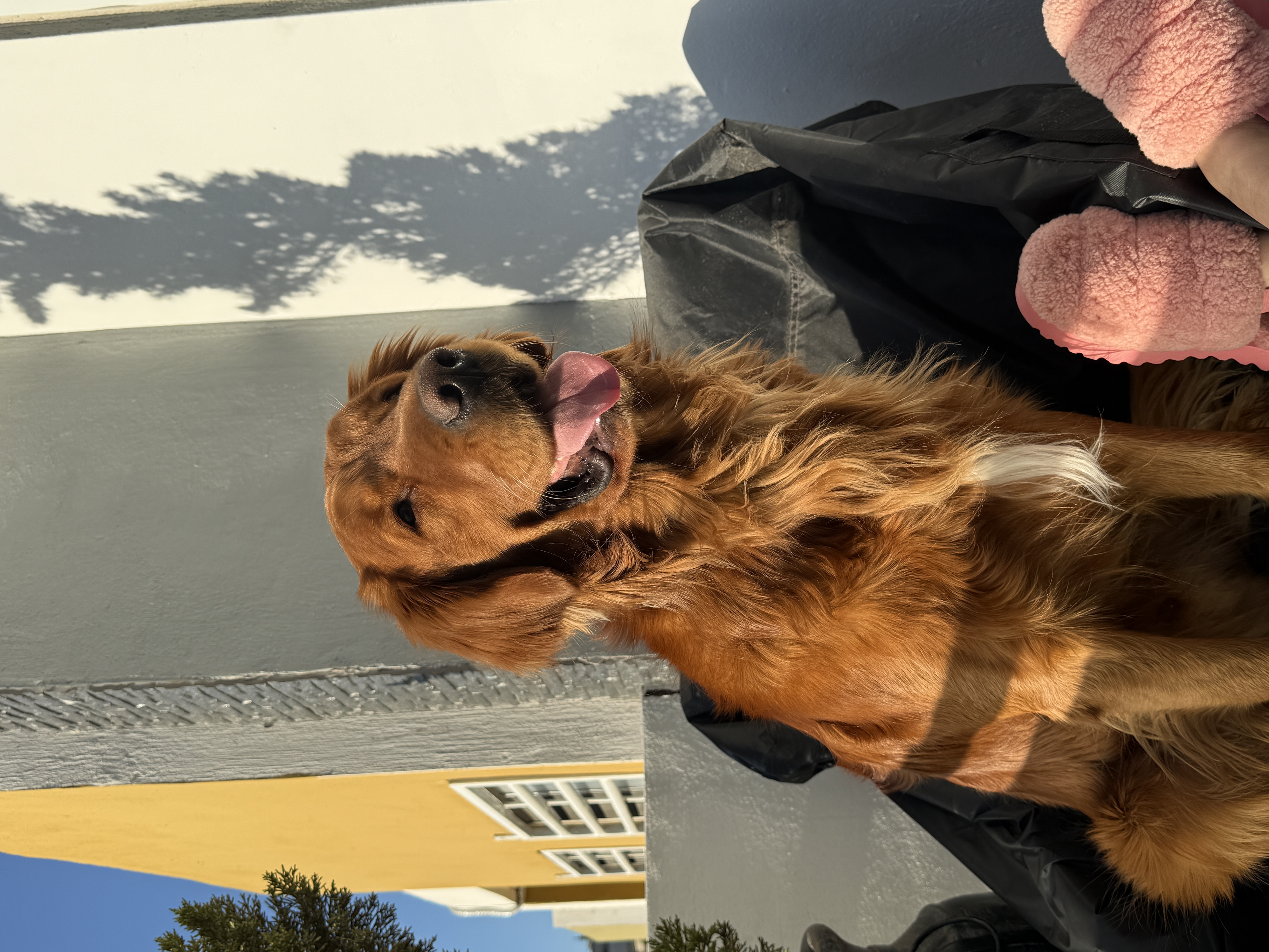 Pet Profile Image