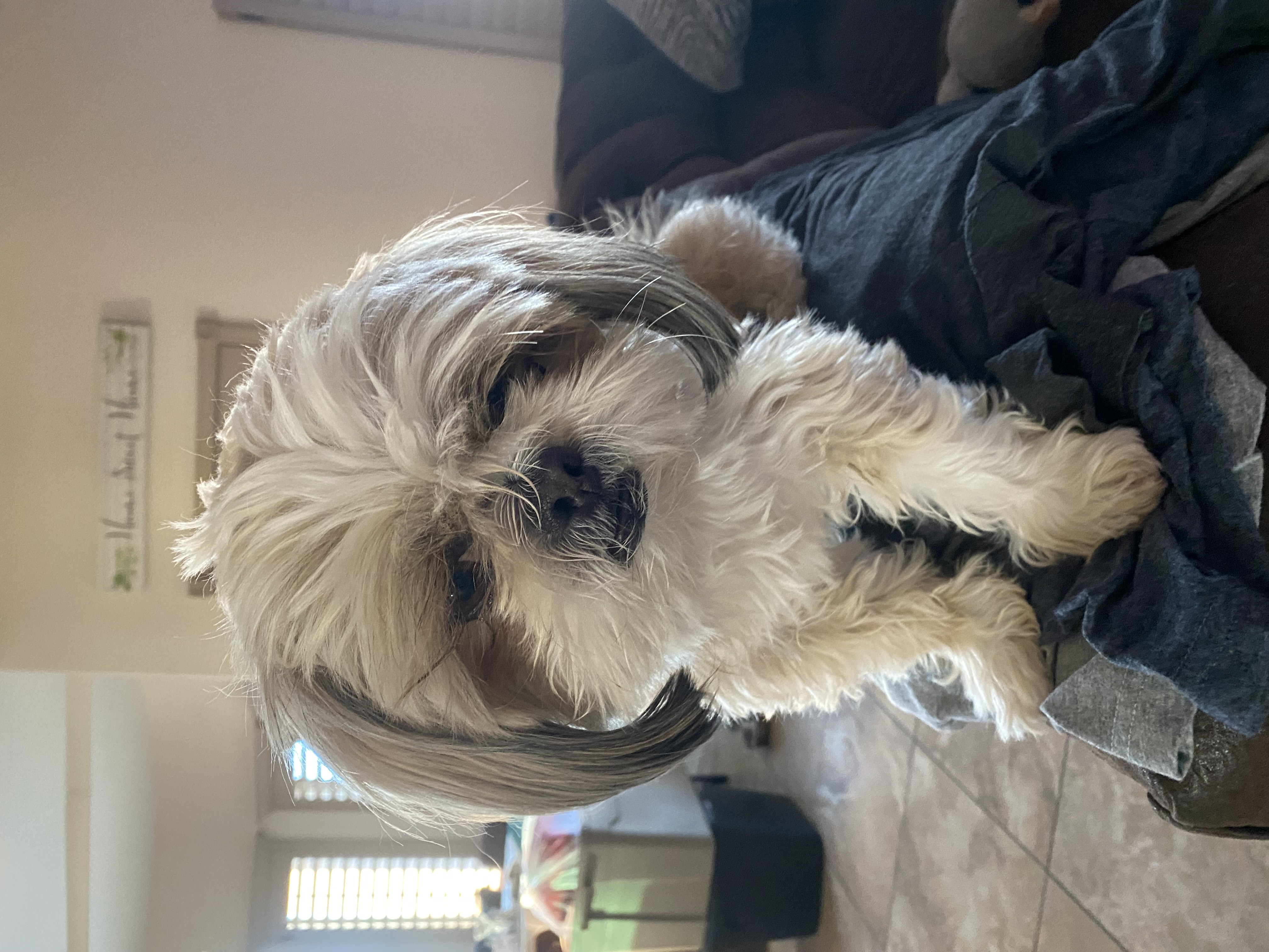 Pet Profile Image
