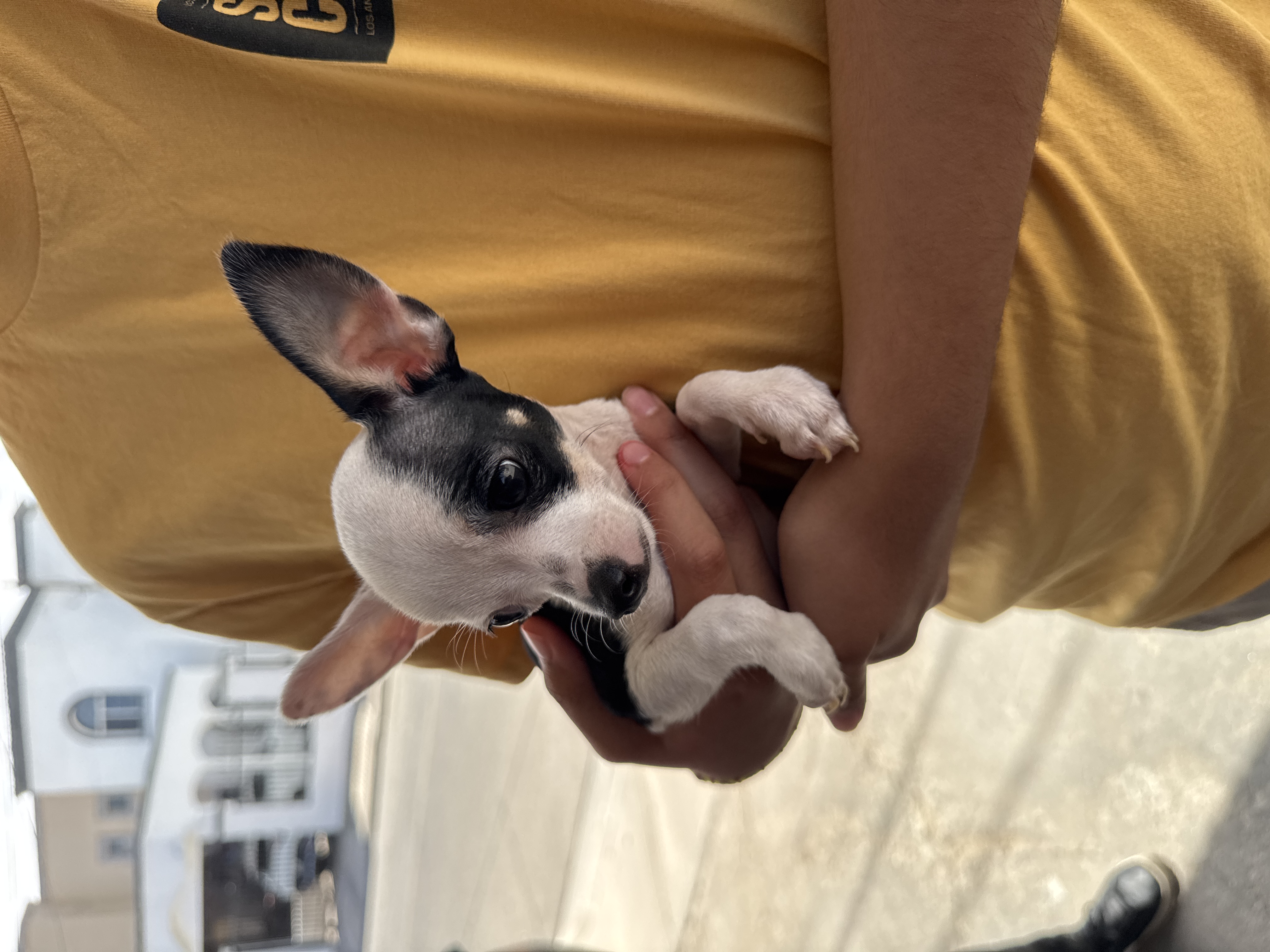 Pet Profile Image