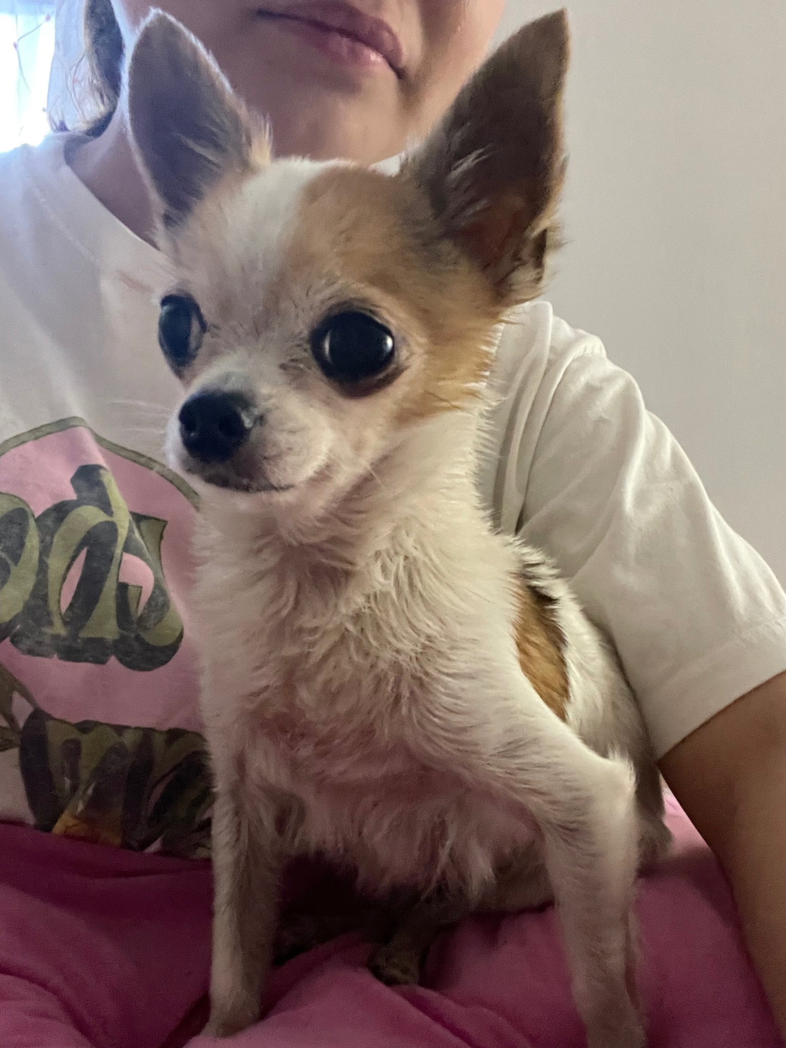 Pet Profile Image