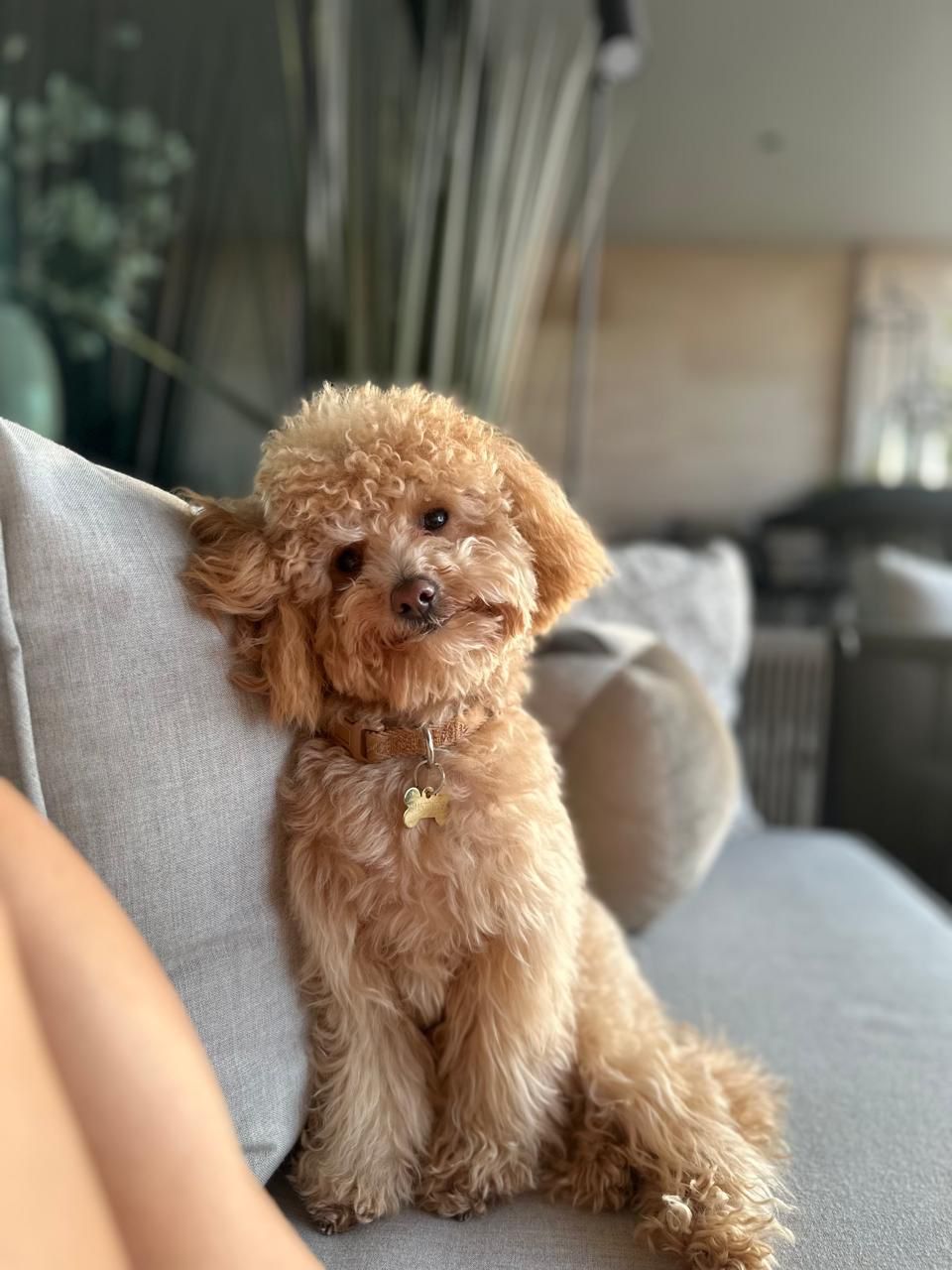 Pet Profile Image