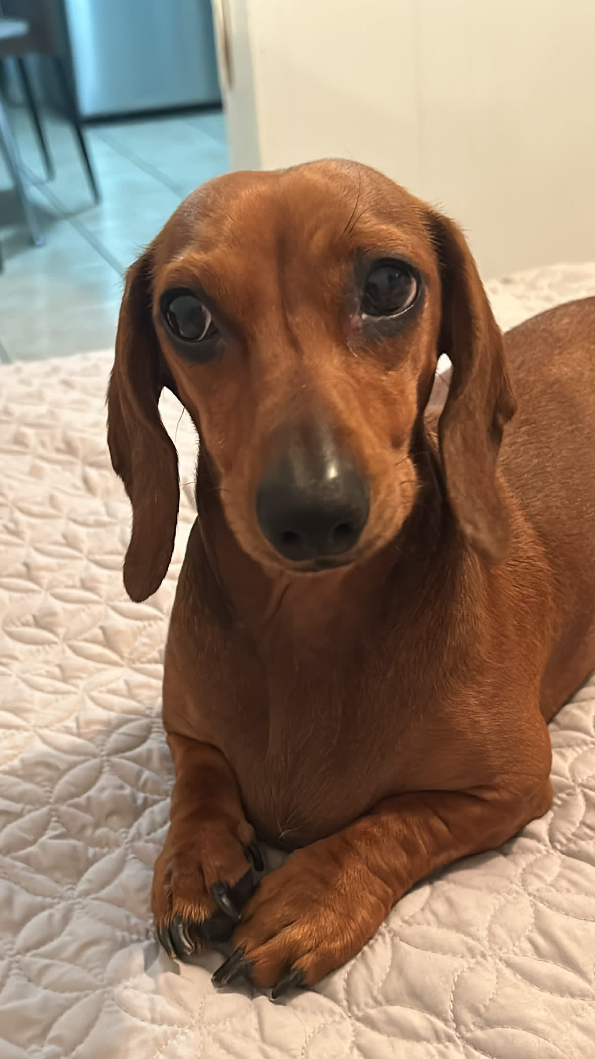 Pet Profile Image