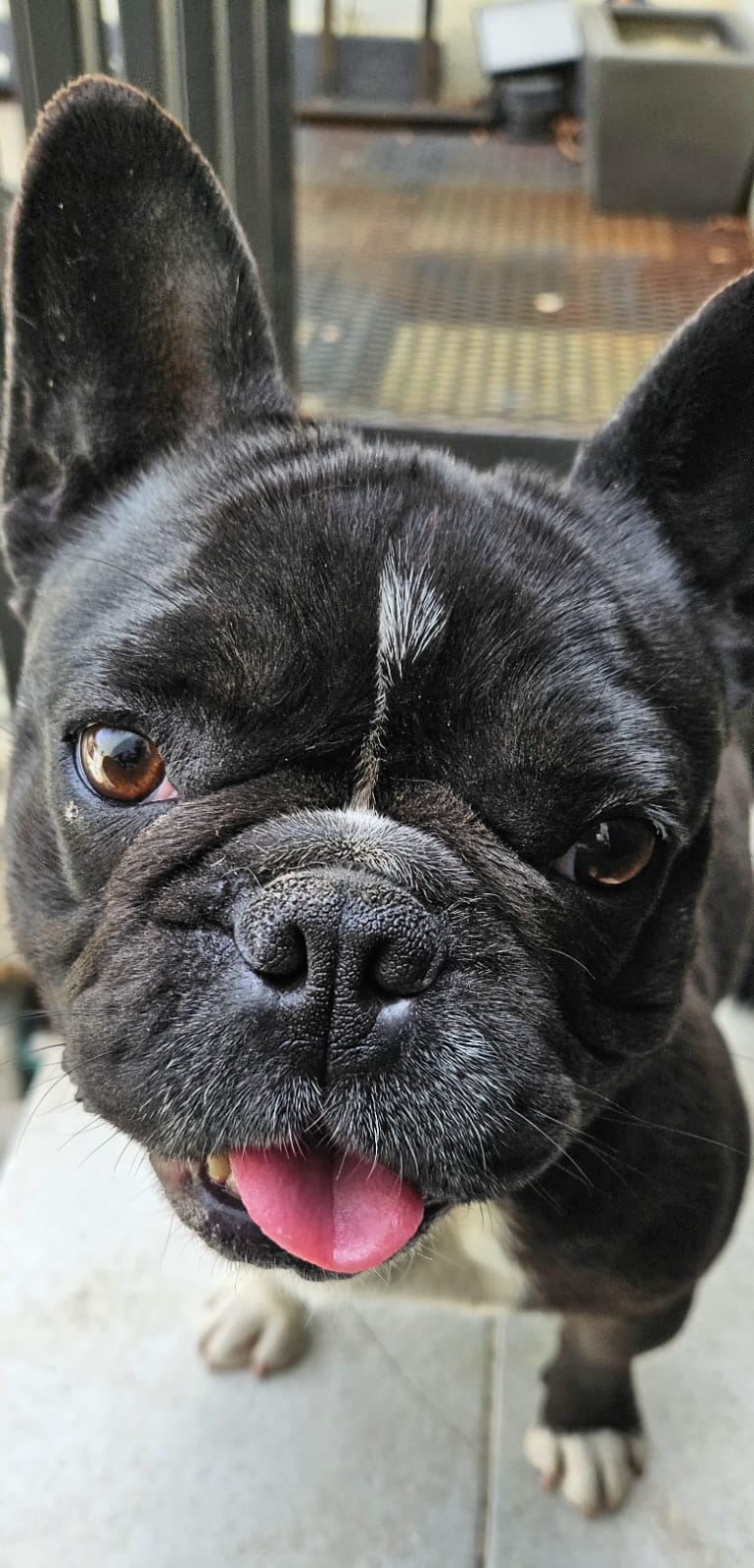 Pet Profile Image