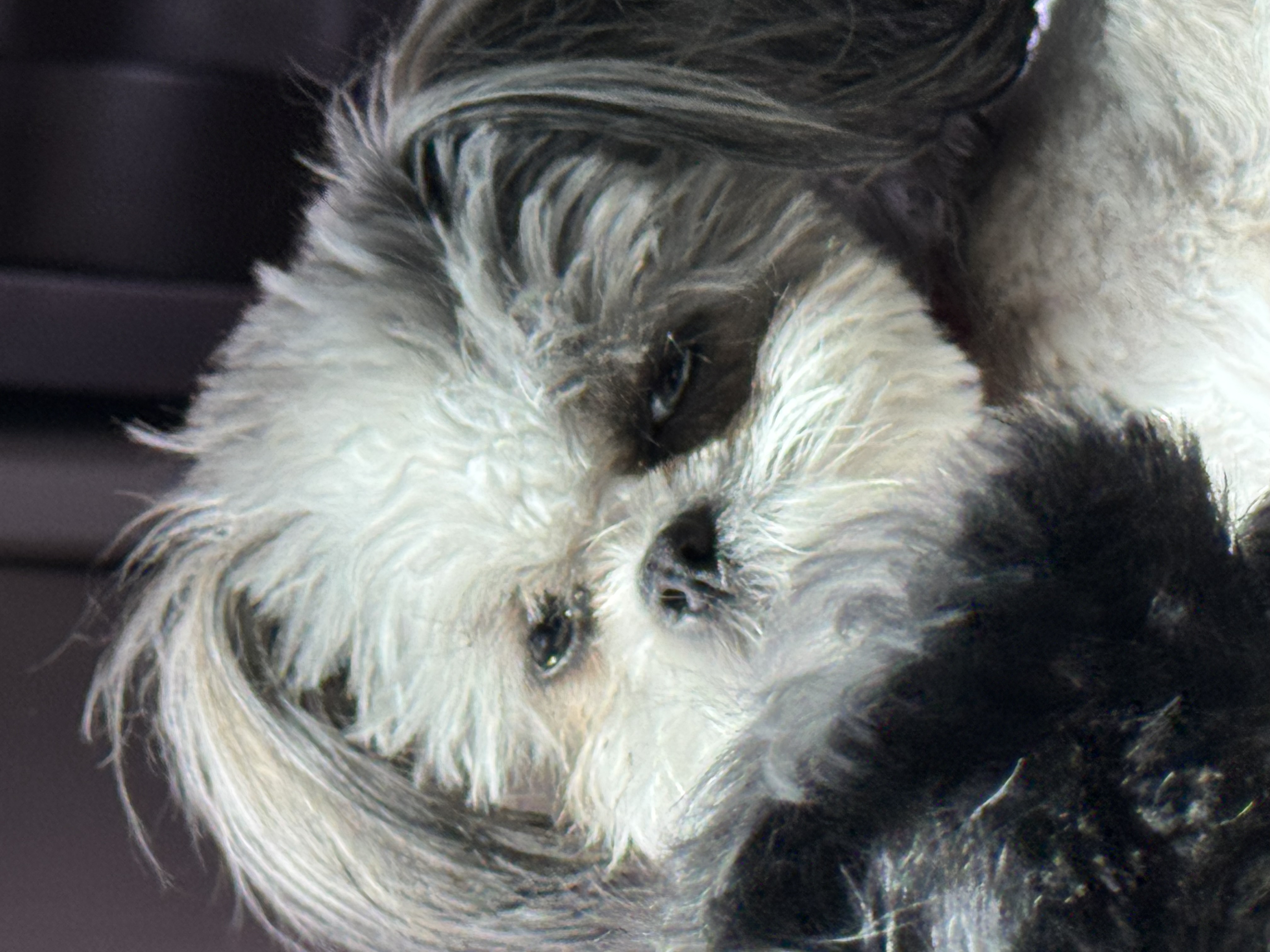 Pet Profile Image