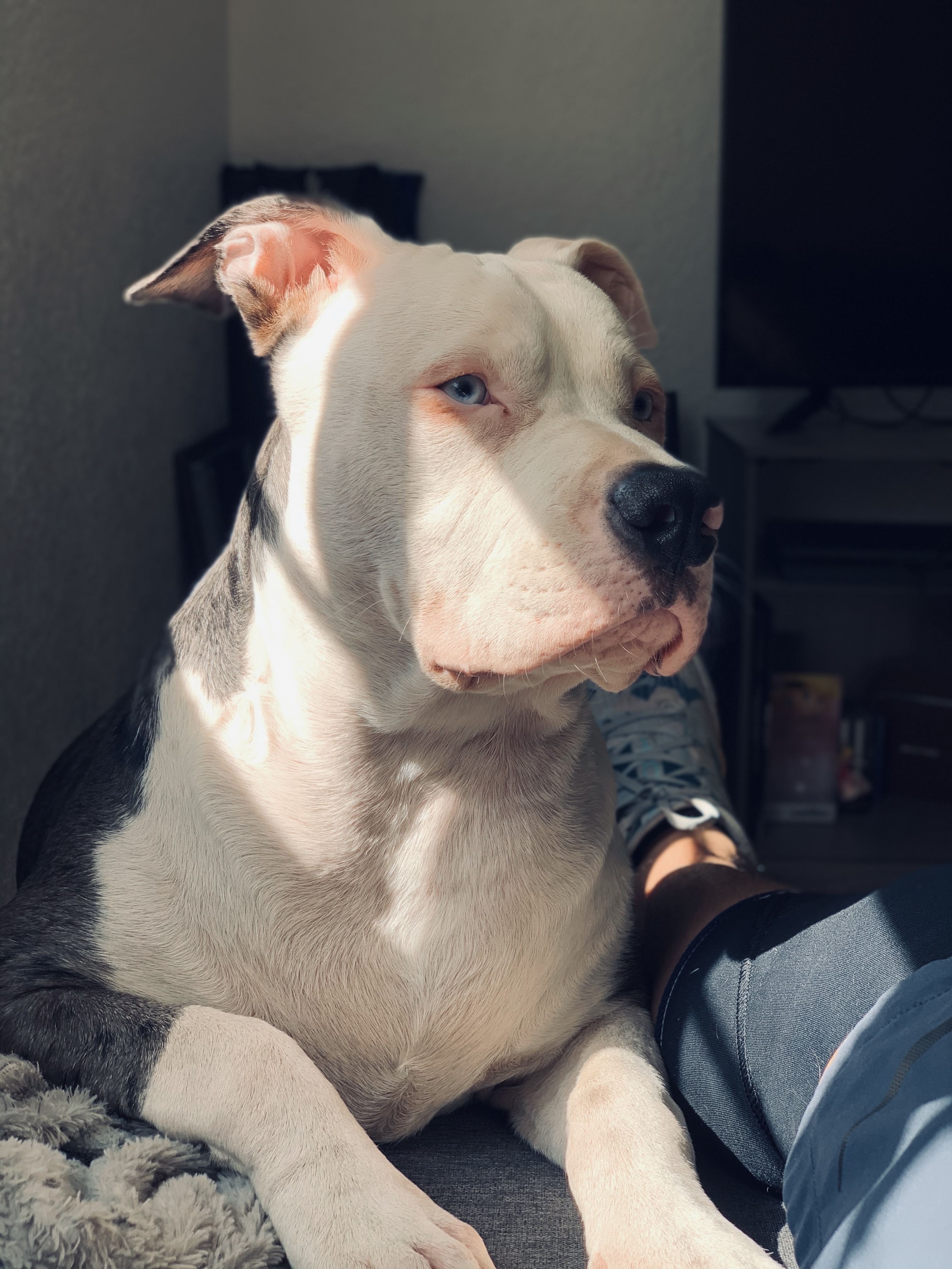 Pet Profile Image