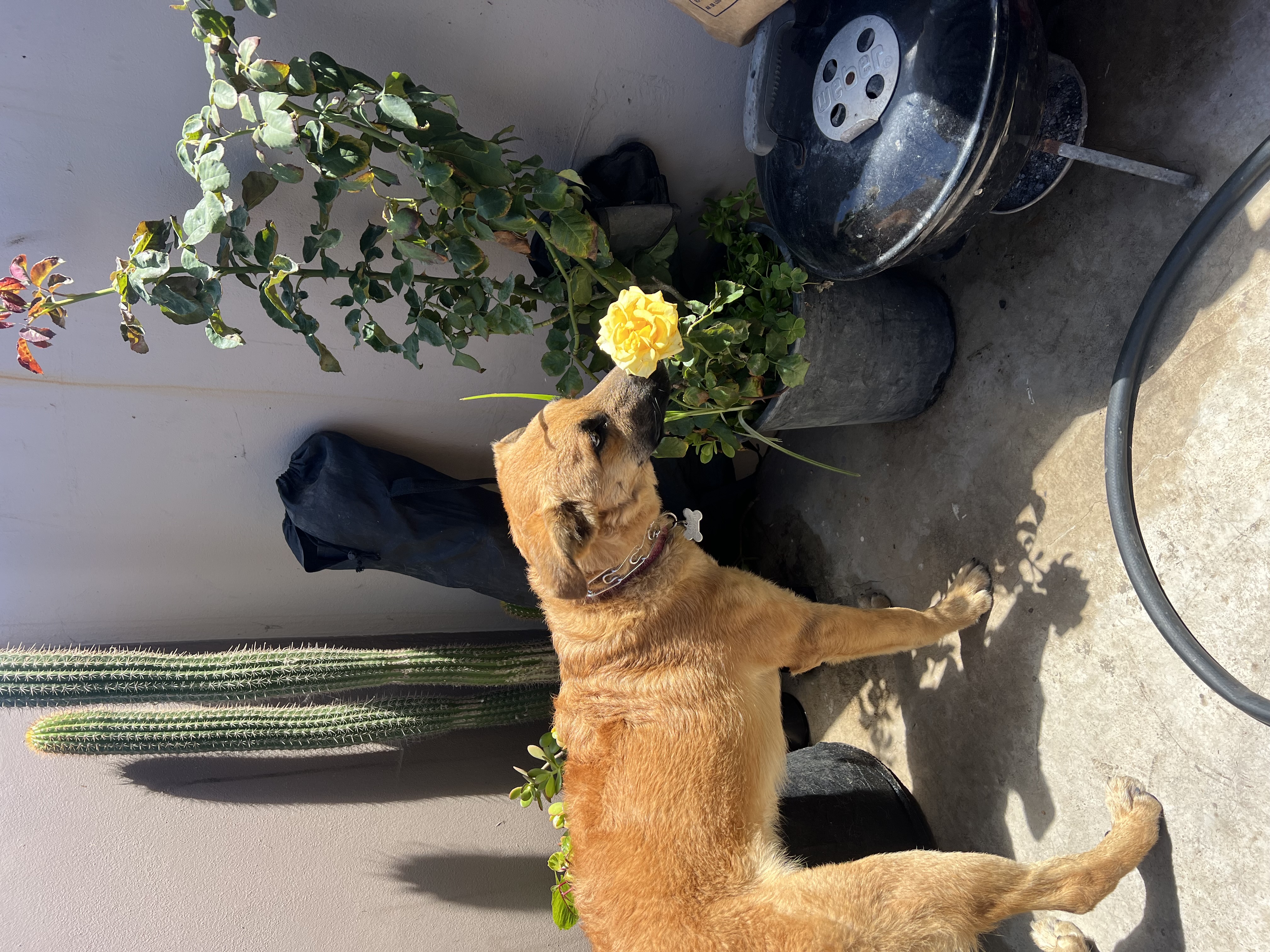 Pet Profile Image