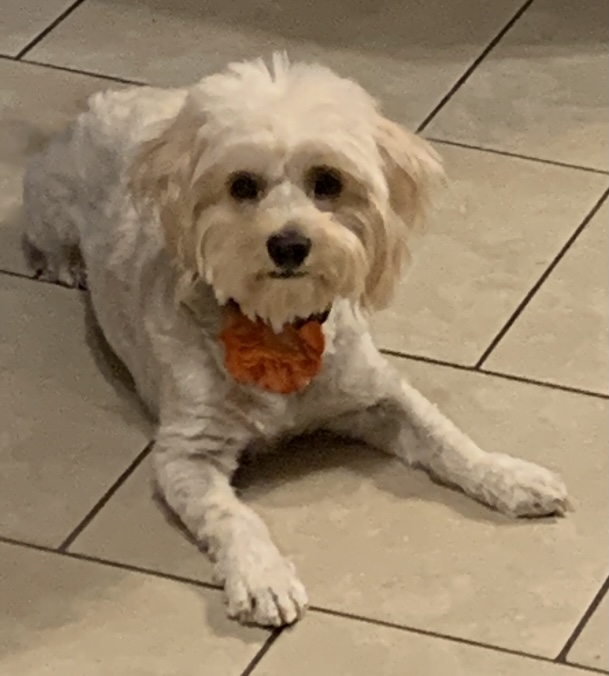 Pet Profile Image