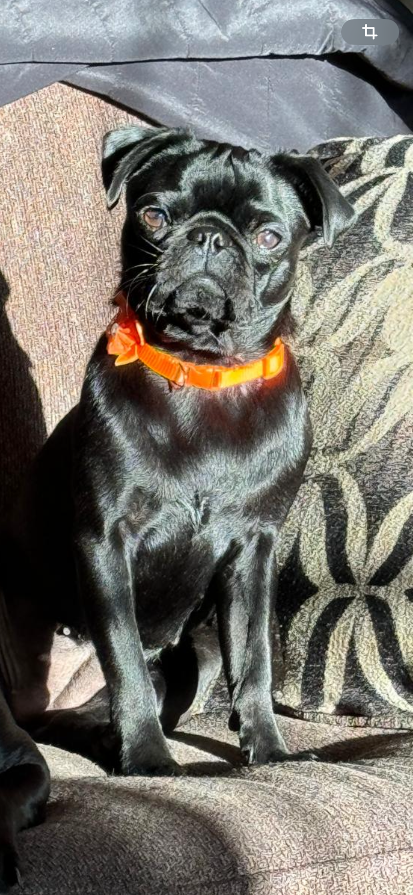 Pet Profile Image
