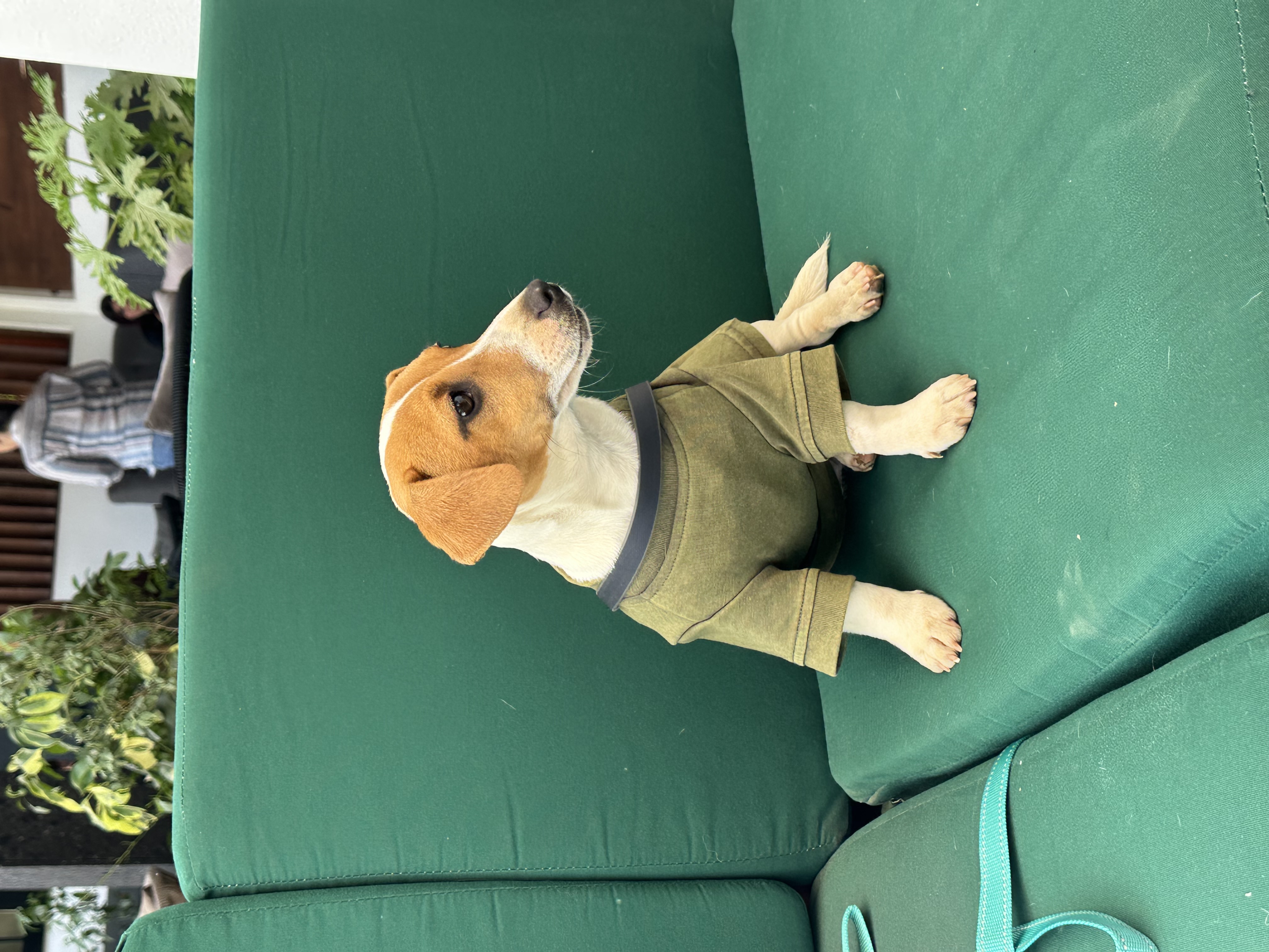Pet Profile Image