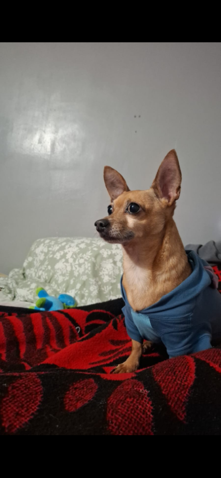 Pet Profile Image