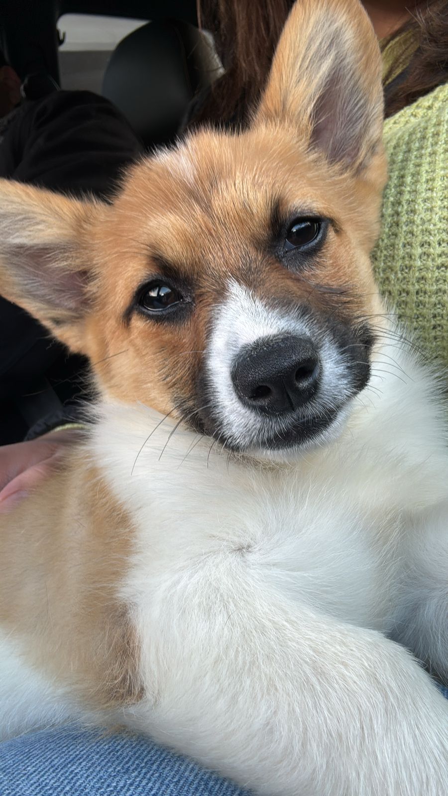 Pet Profile Image