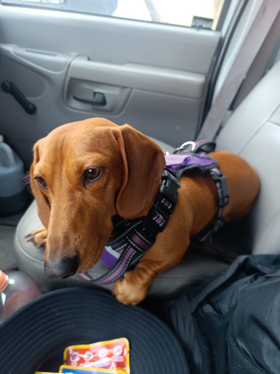 Pet Profile Image