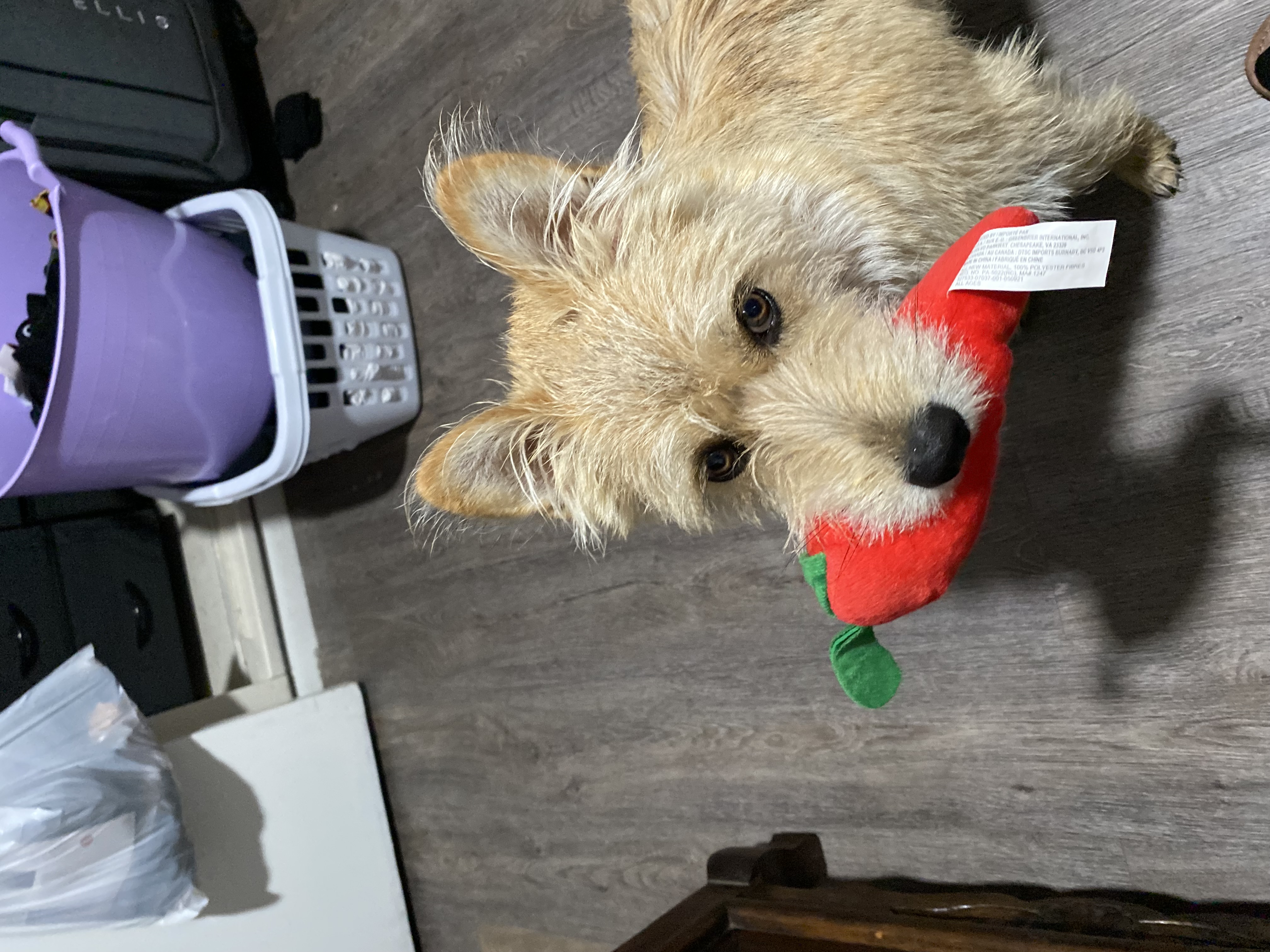Pet Profile Image