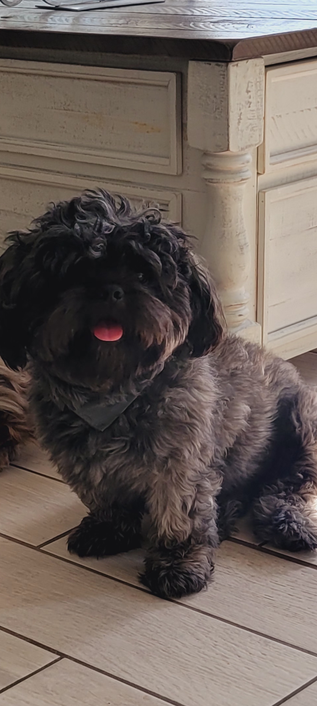 Pet Profile Image