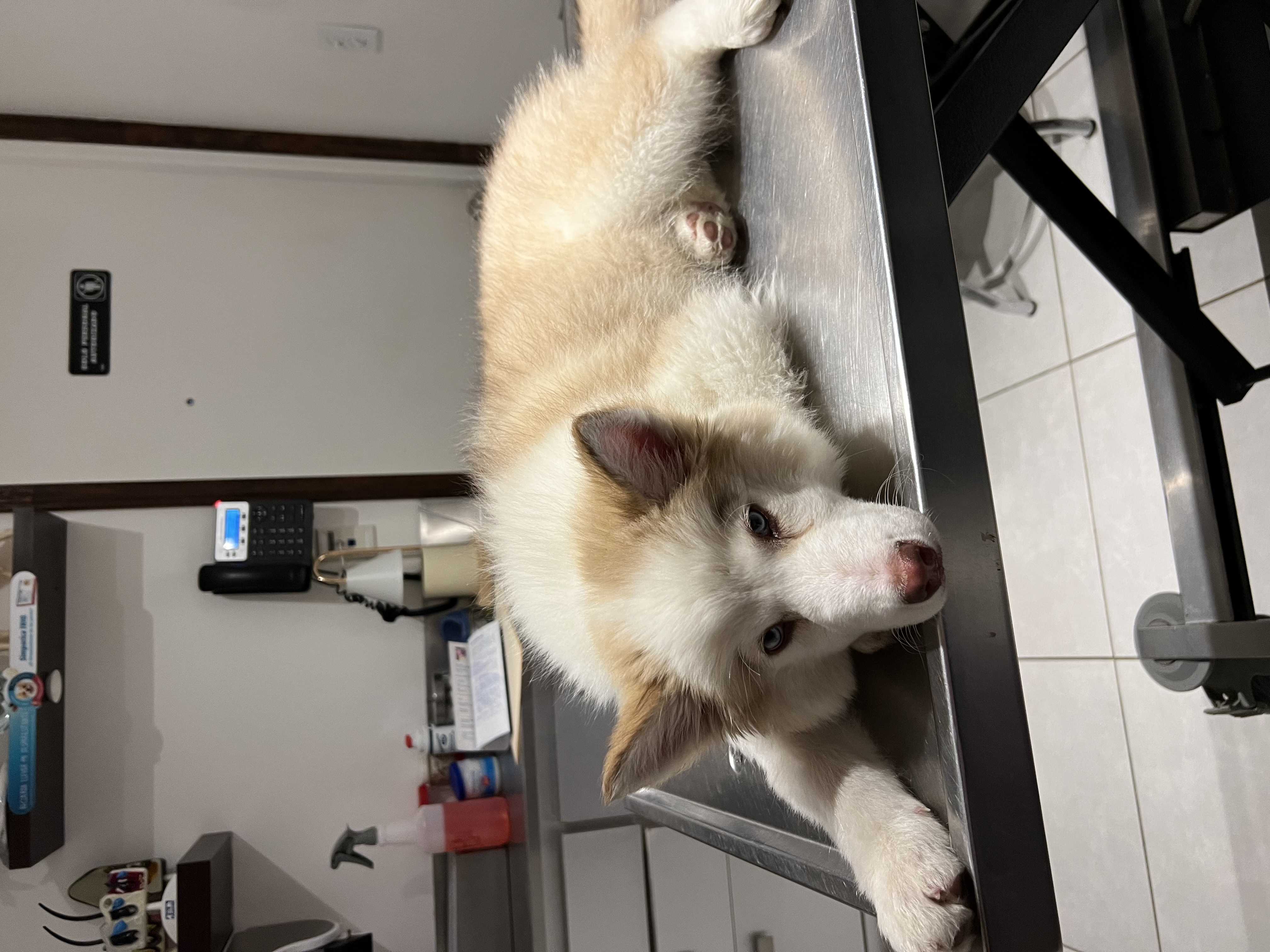 Pet Profile Image