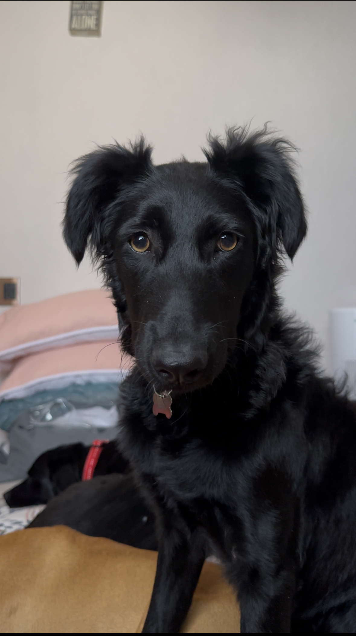 Pet Profile Image
