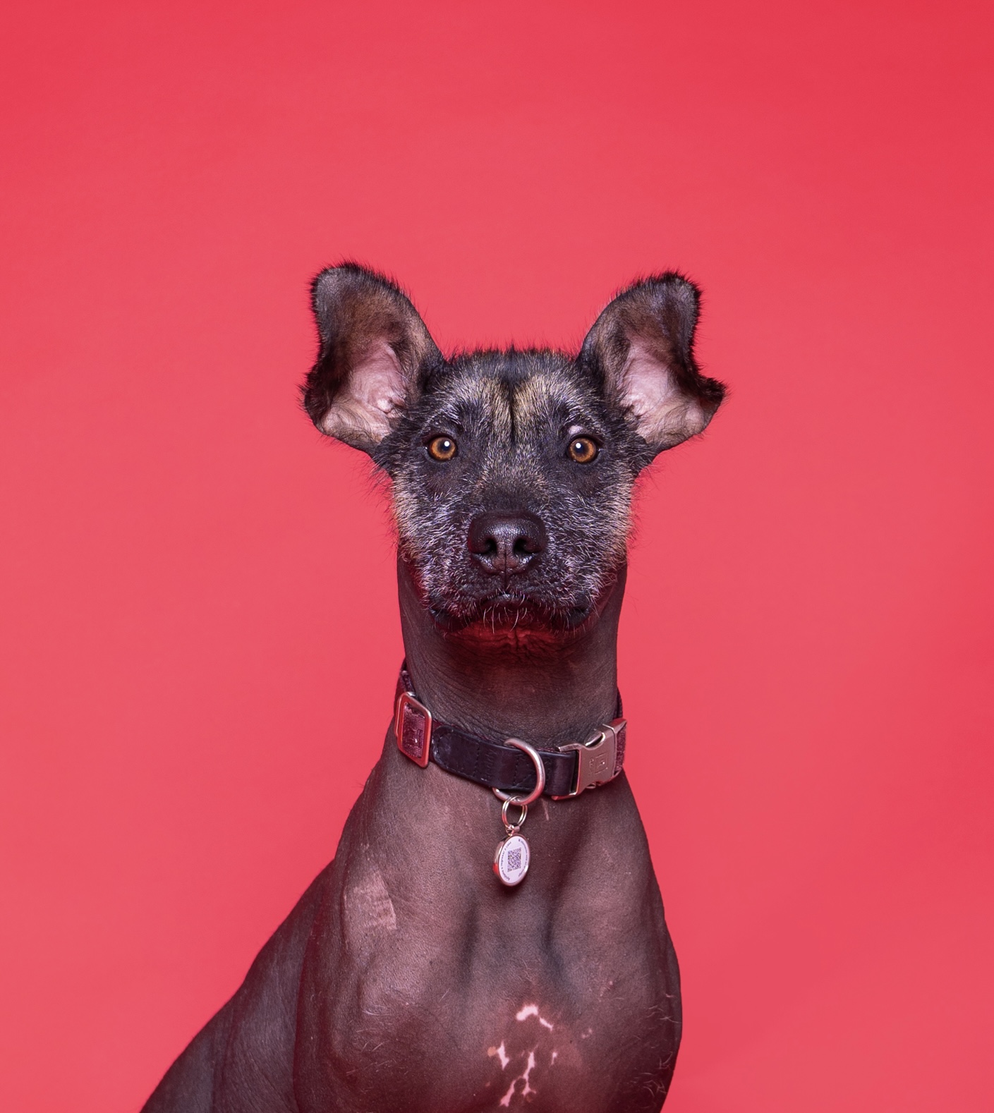 Pet Profile Image