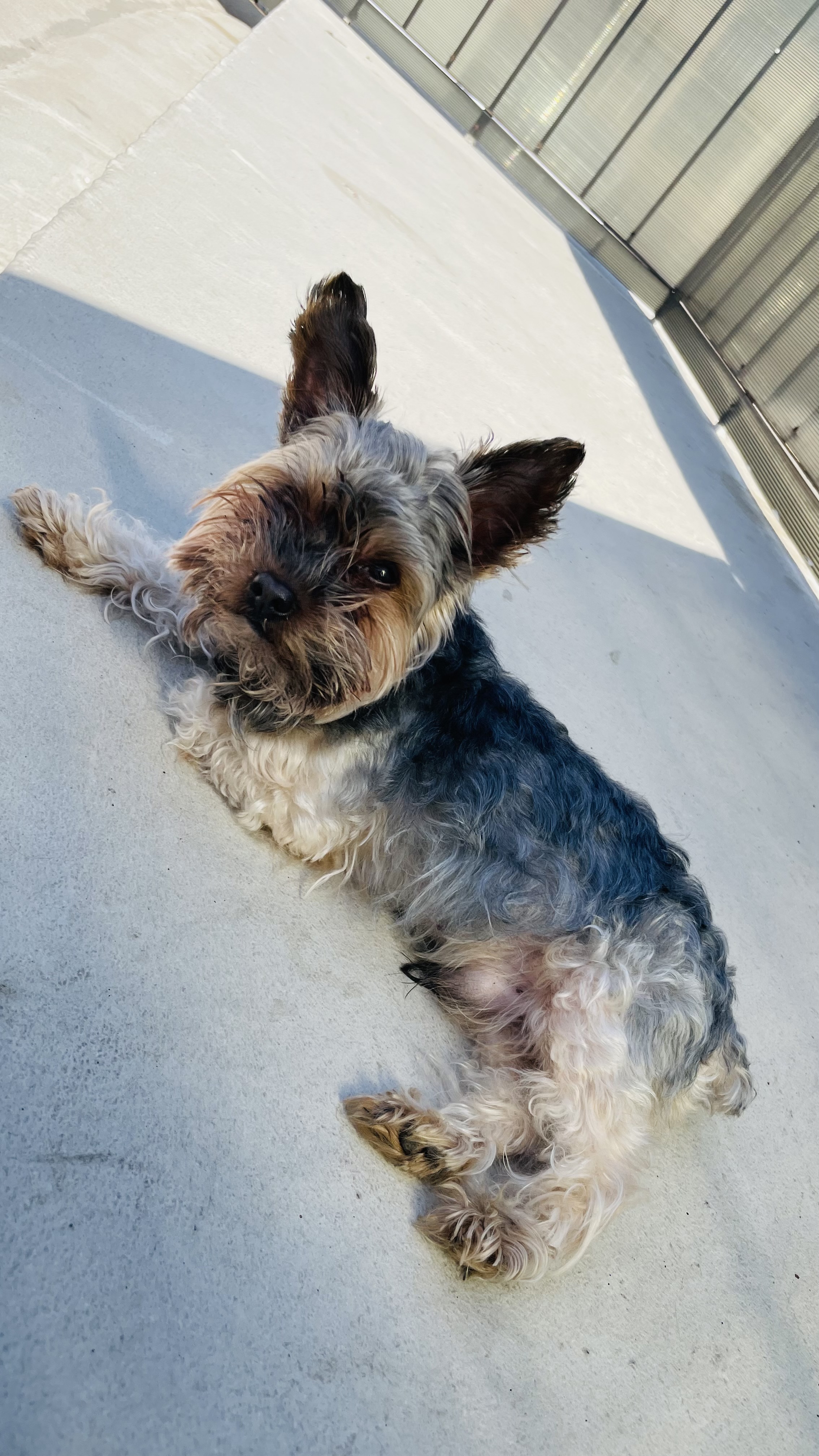 Pet Profile Image