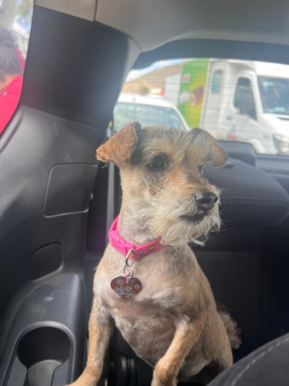 Pet Profile Image
