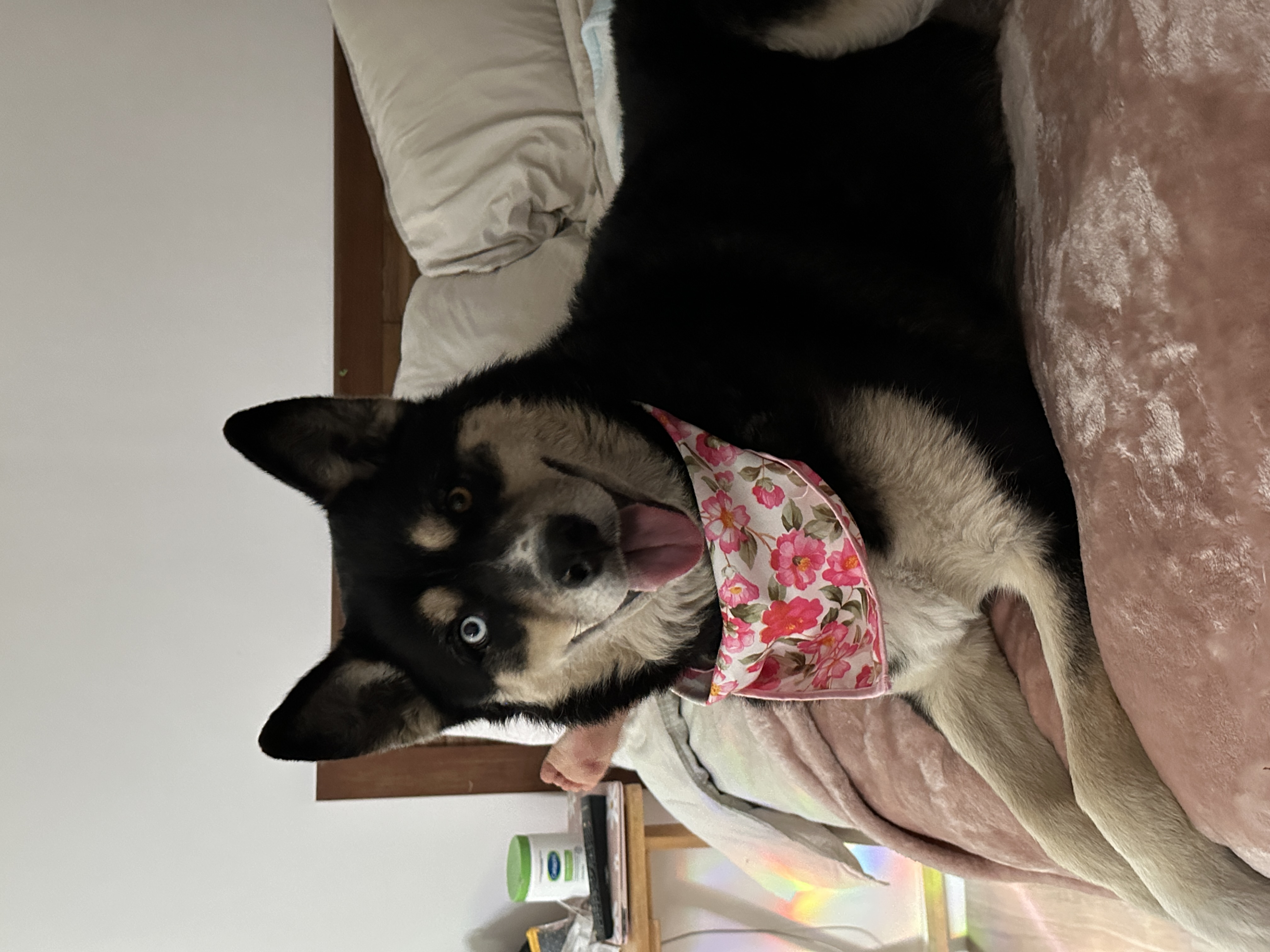 Pet Profile Image